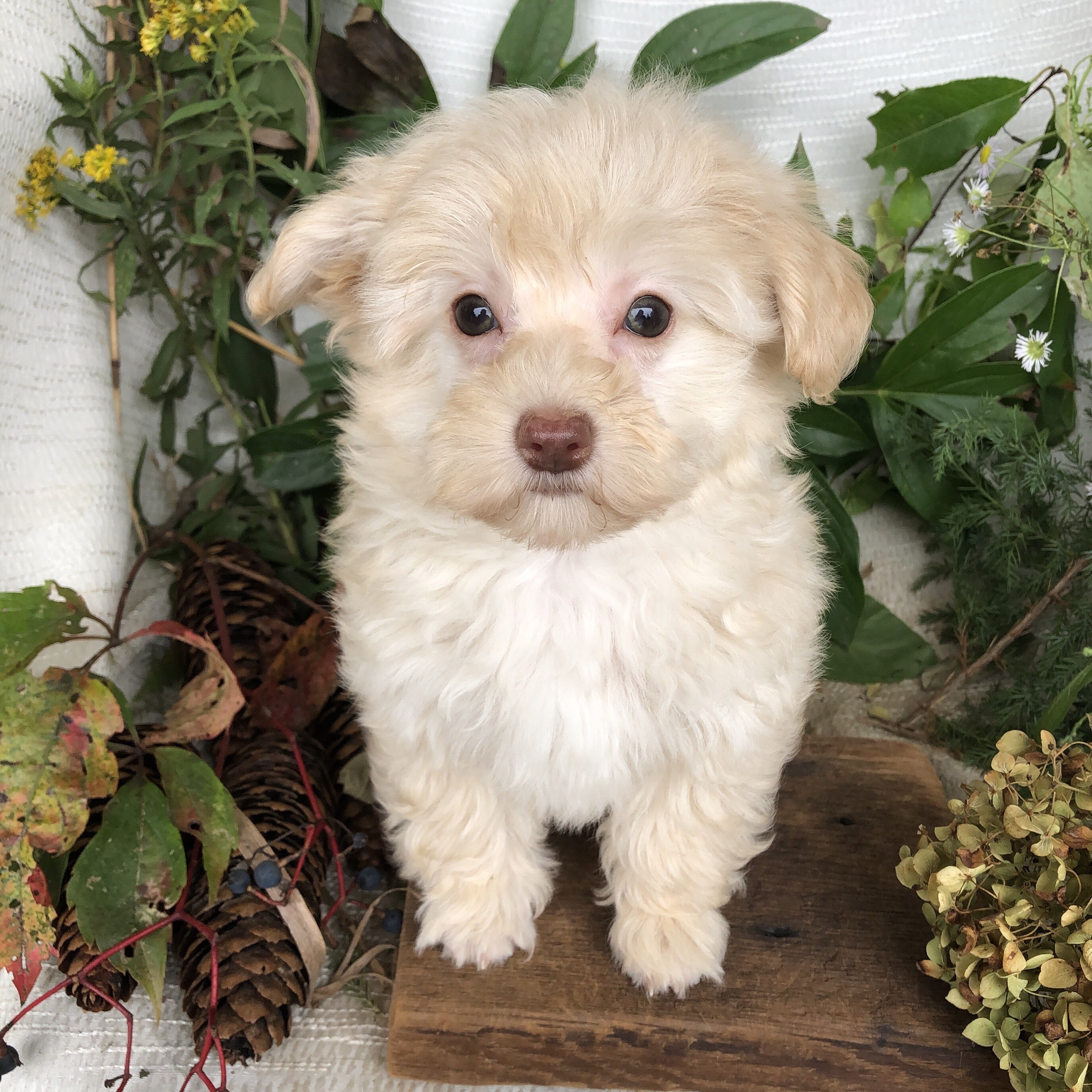 Pomapoo puppies for sale in Michigan  Contact Bran image 2