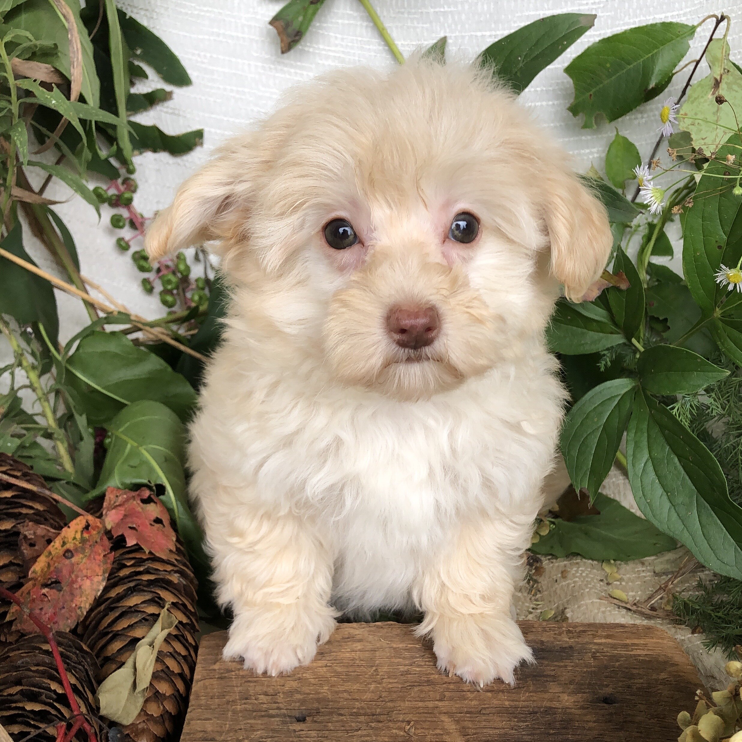 Pomapoo puppies for sale in Michigan  Contact Bran image 1