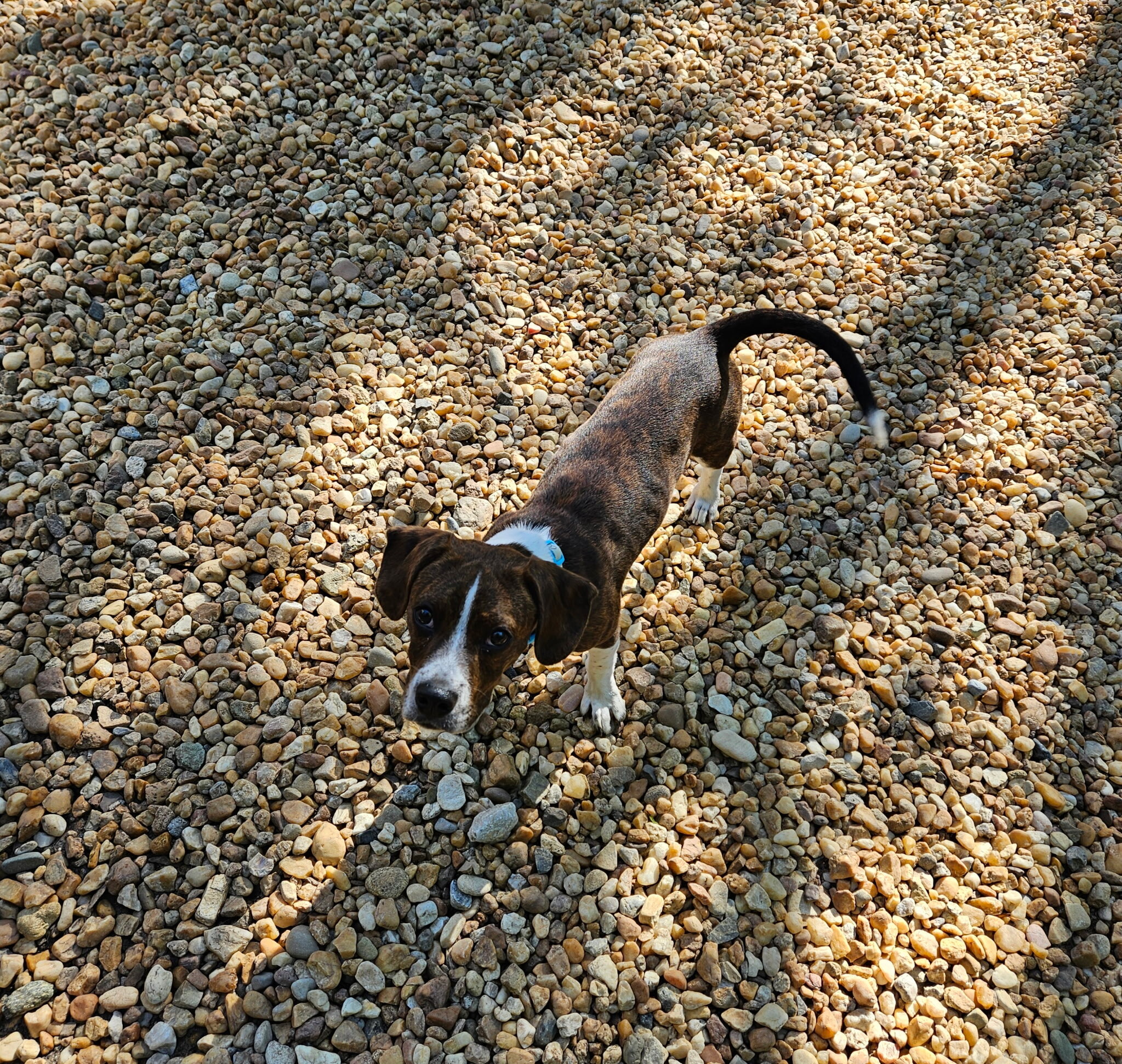 Tucker - 5 month old Boston terrier beagle-boggle image 2