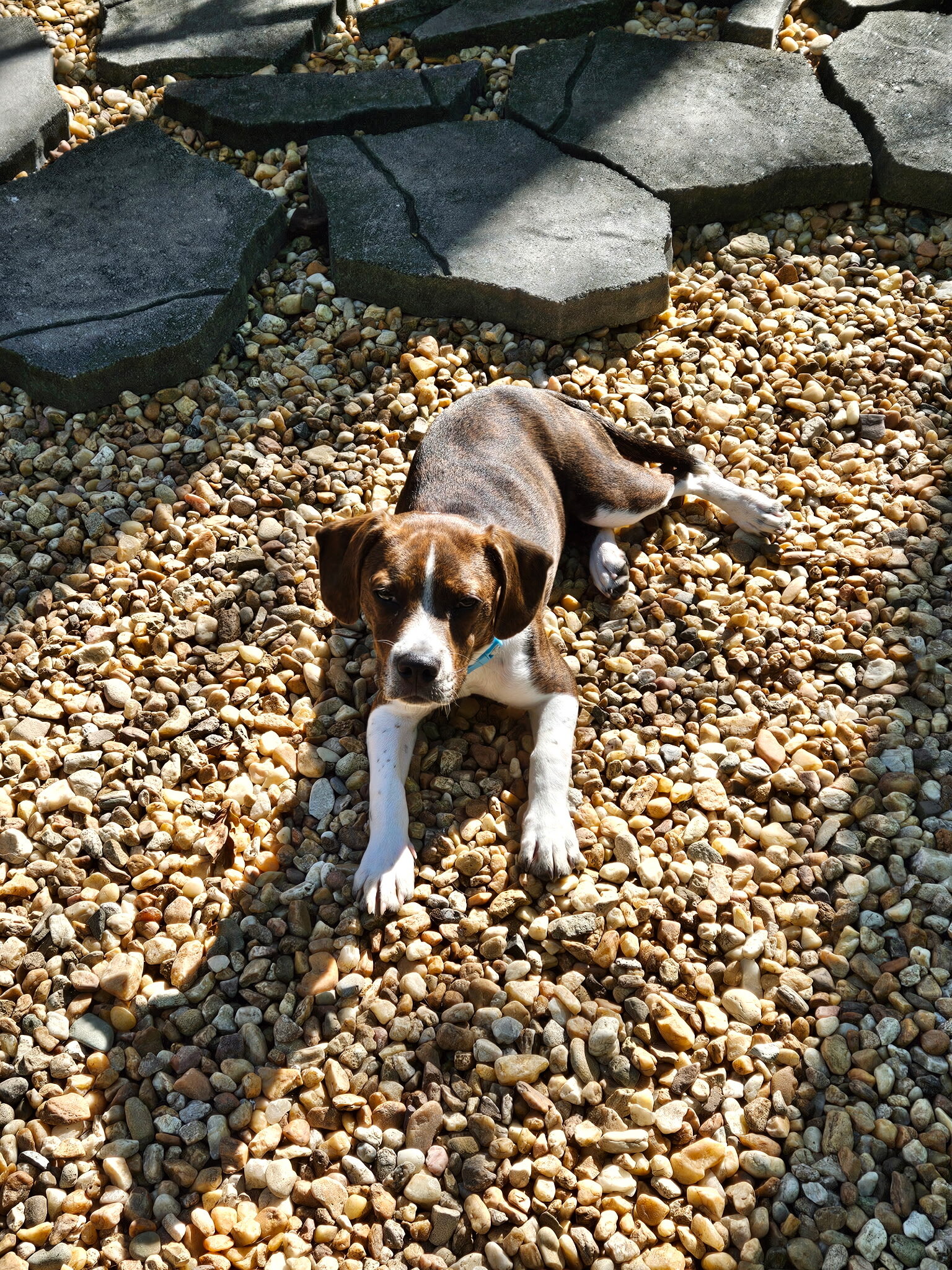 Tucker - 5 month old Boston terrier beagle-boggle image 3