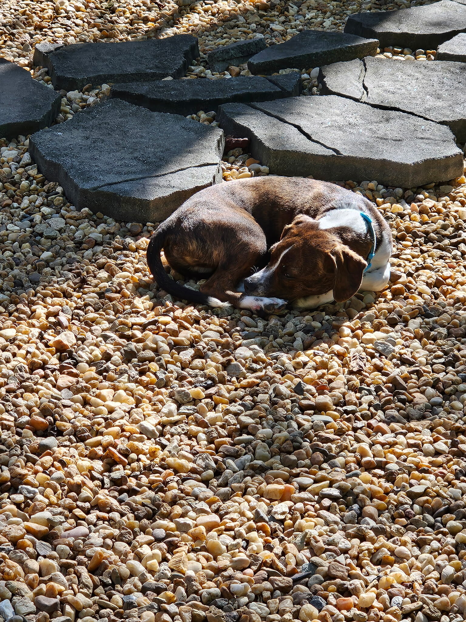 Tucker - 5 month old Boston terrier beagle-boggle image 4