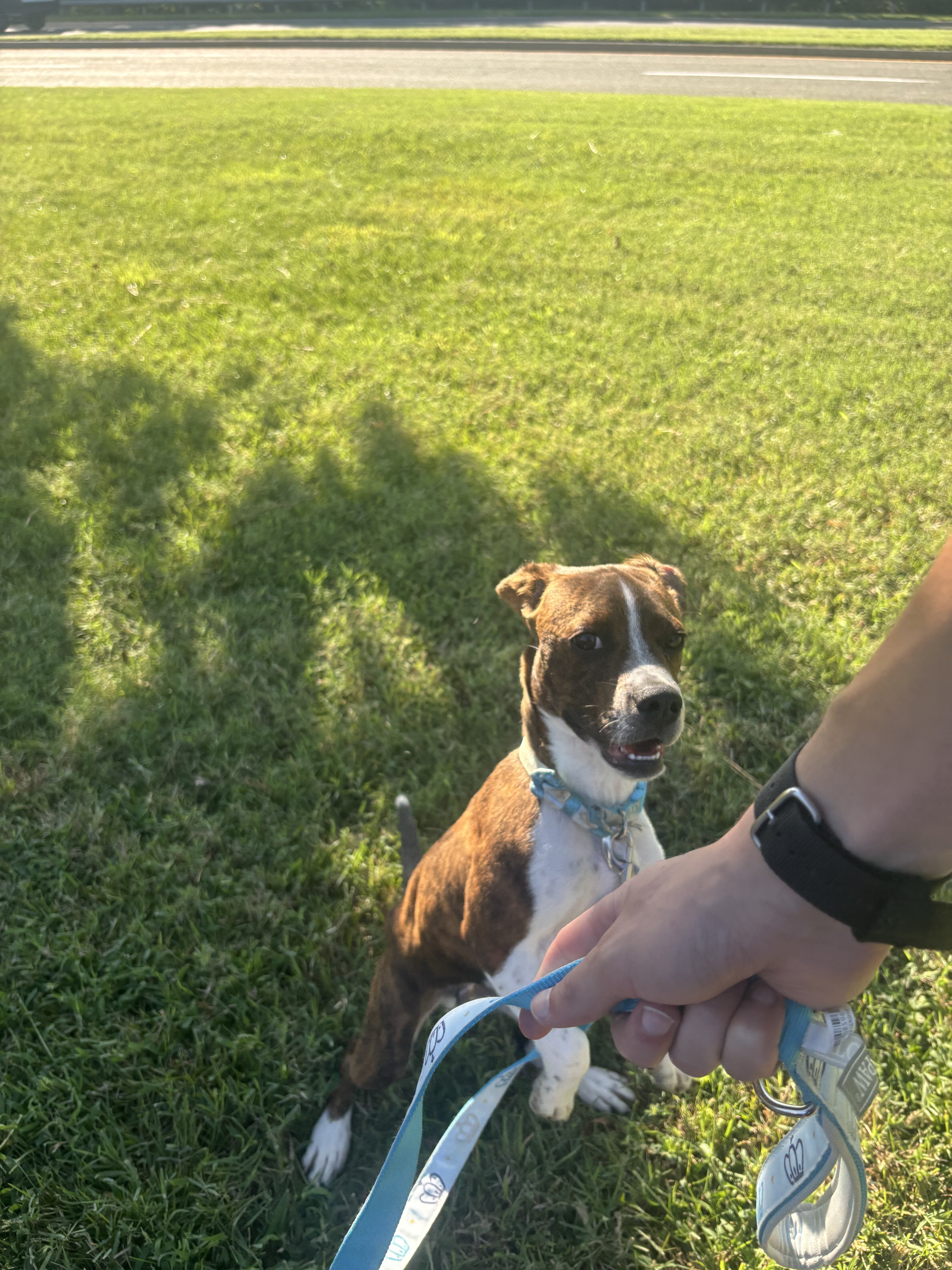 Tucker - 5 month old Boston terrier beagle-boggle image 1