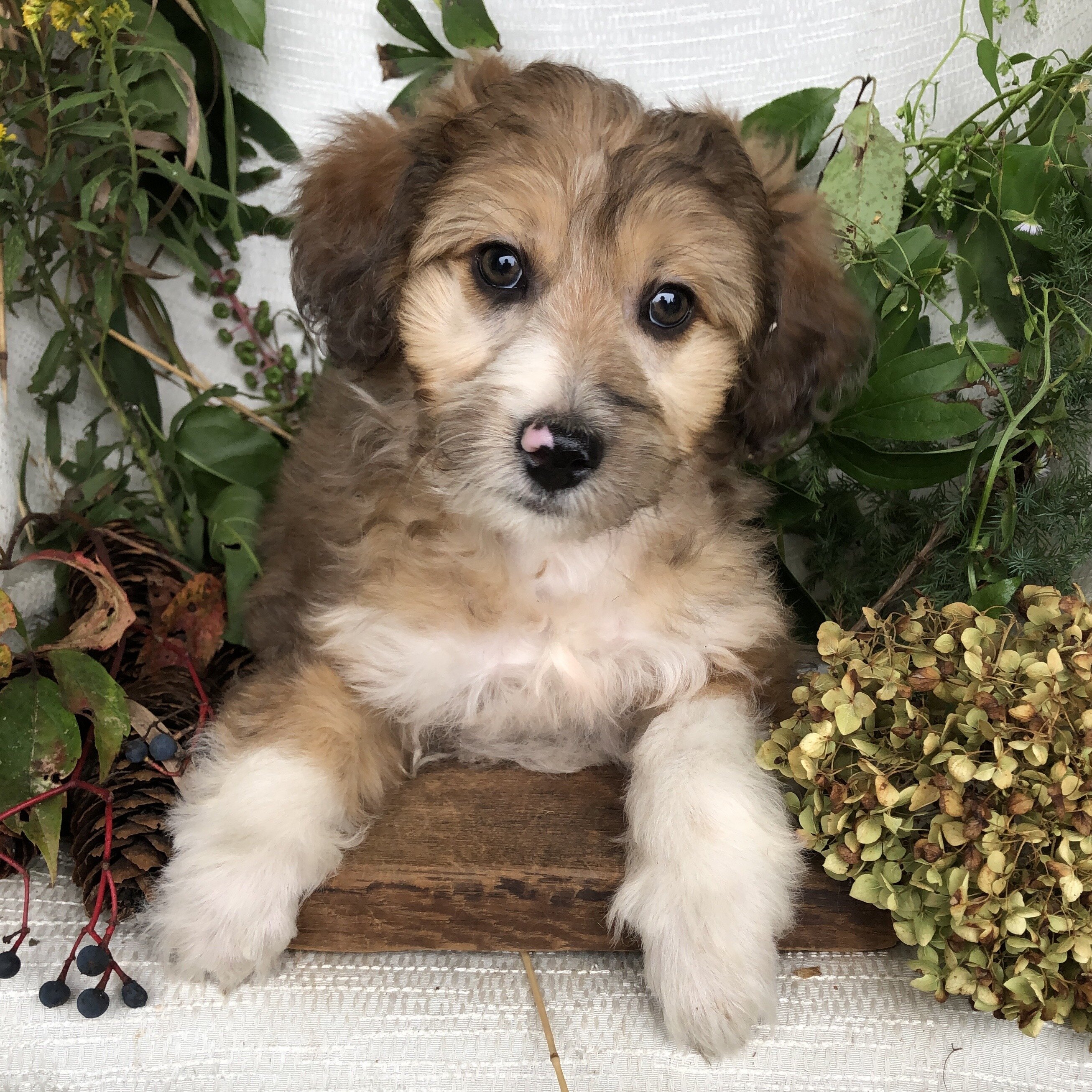 Aussiedoodle puppies for sale in Michigan  Contact image 6