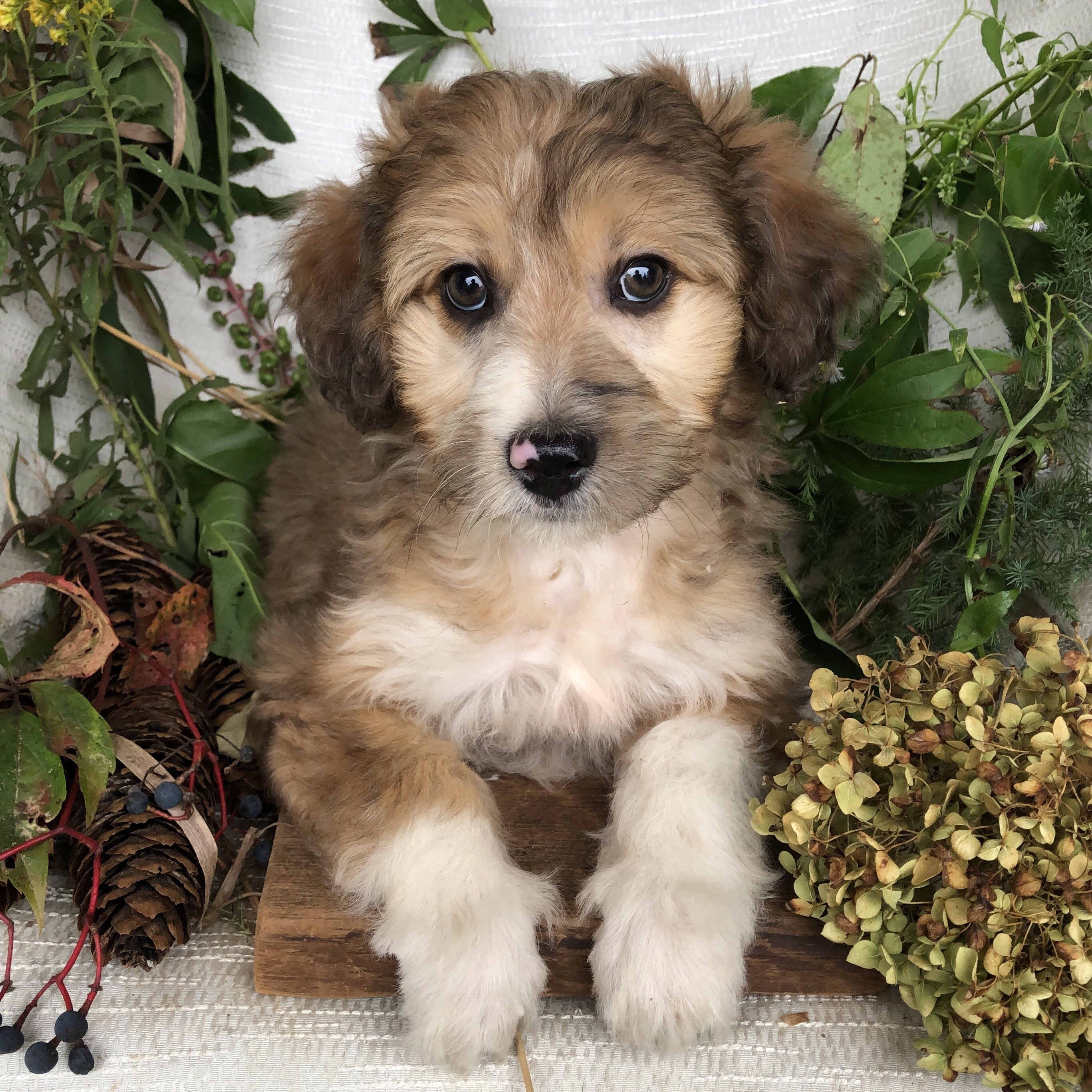 Aussiedoodle puppies for sale in Michigan  Contact image 5