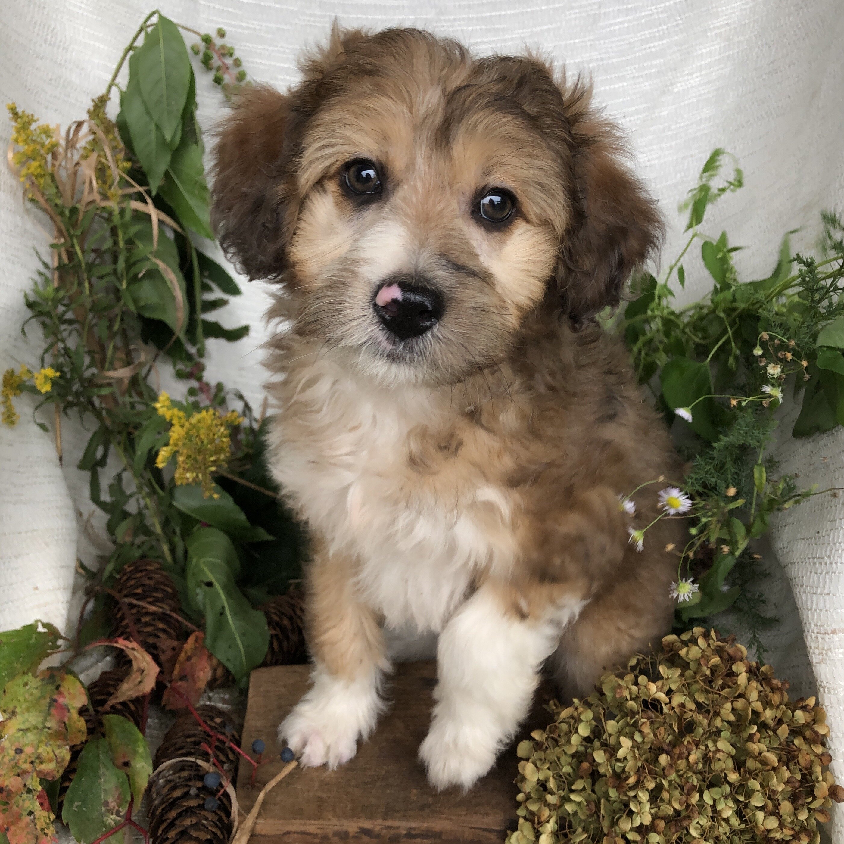 Aussiedoodle puppies for sale in Michigan  Contact image 4