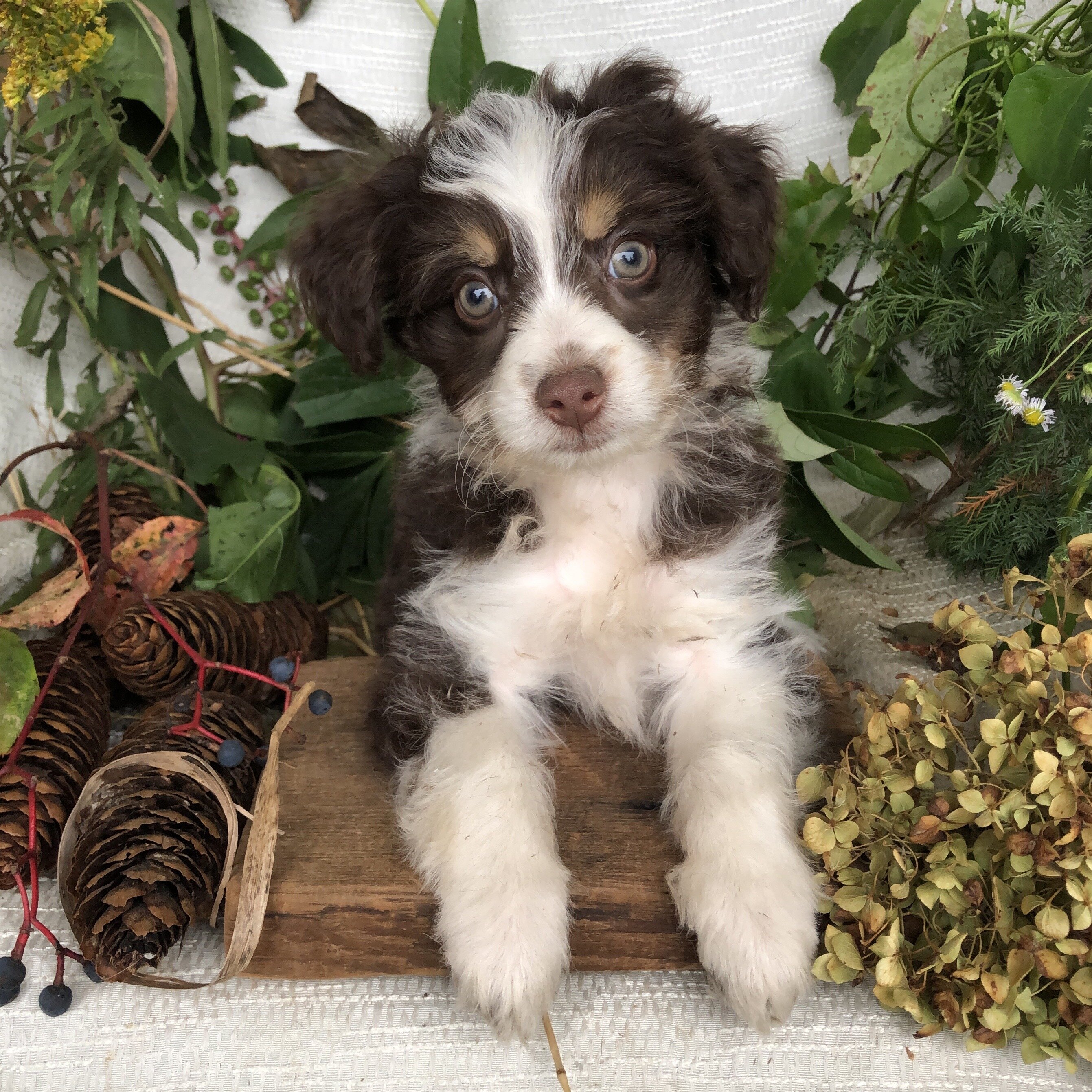 Aussiedoodle puppies for sale in Michigan  Contact image 3