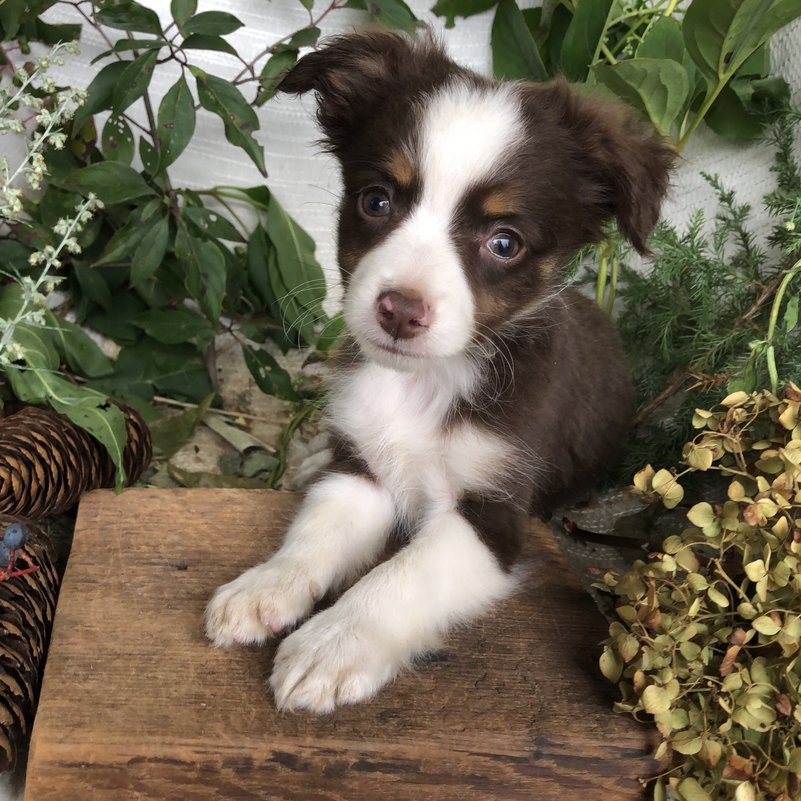 Mini Aussie puppies for sale in Michigan  Contact image 10