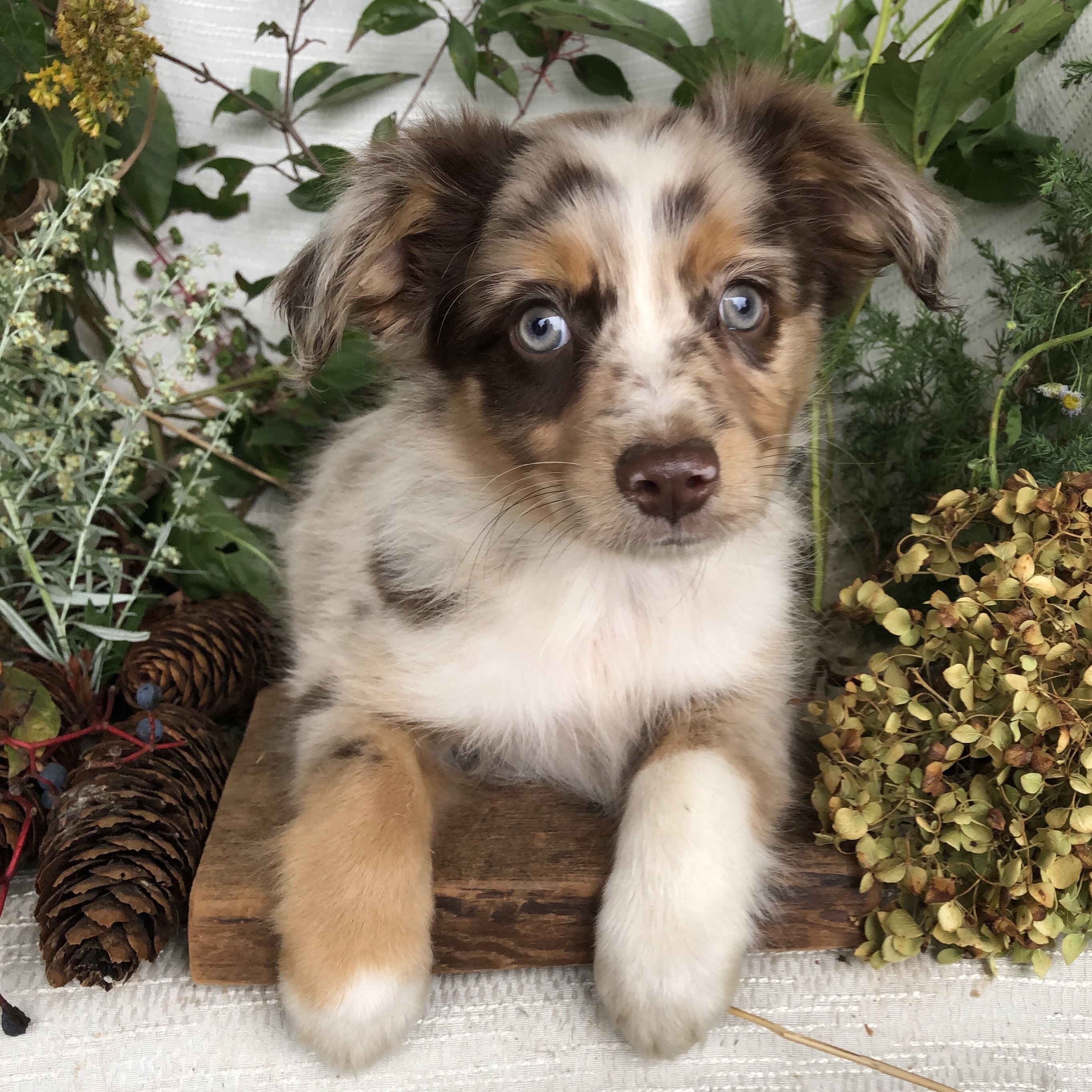 Mini Aussie puppies for sale in Michigan  Contact image 9