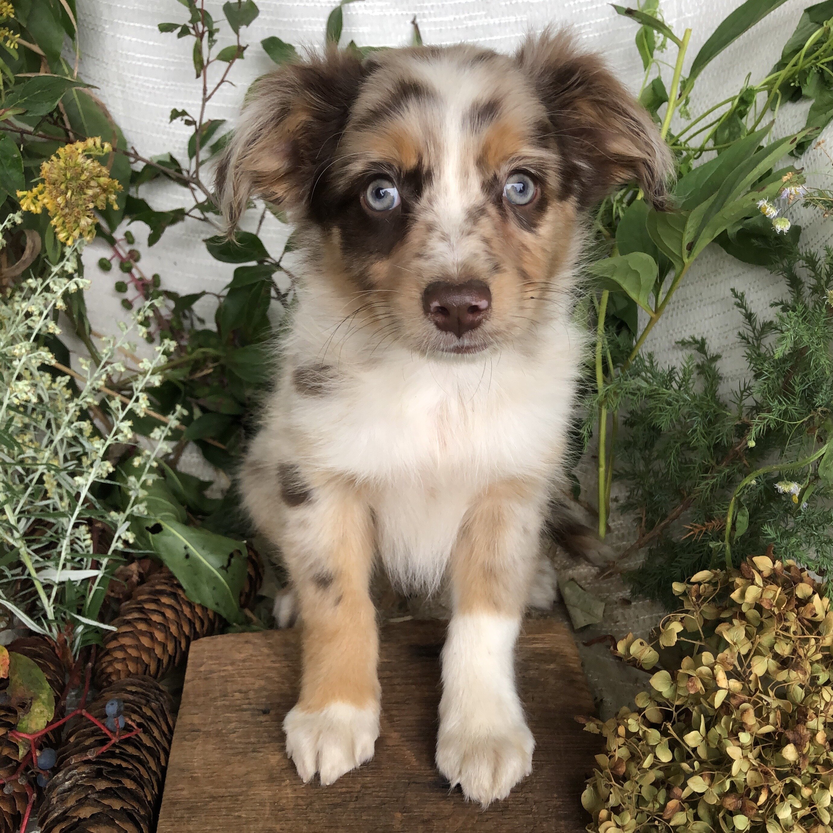 Mini Aussie puppies for sale in Michigan  Contact image 8