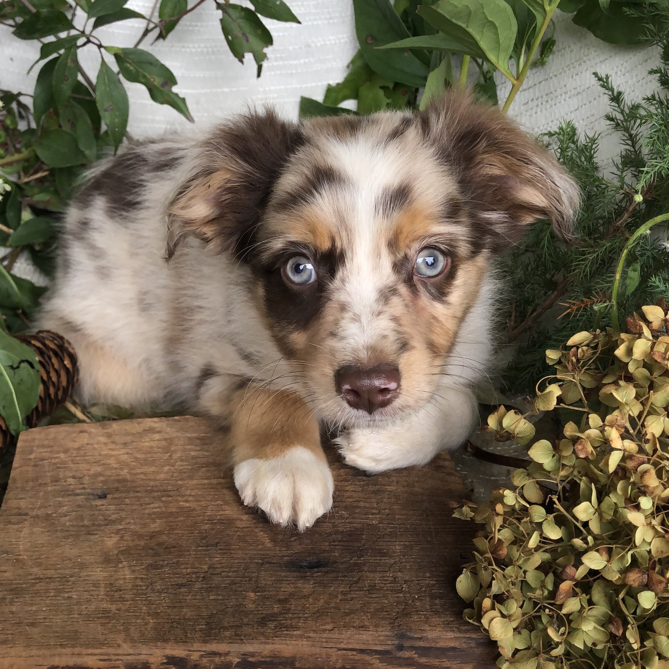 Mini Aussie puppies for sale in Michigan  Contact image 7