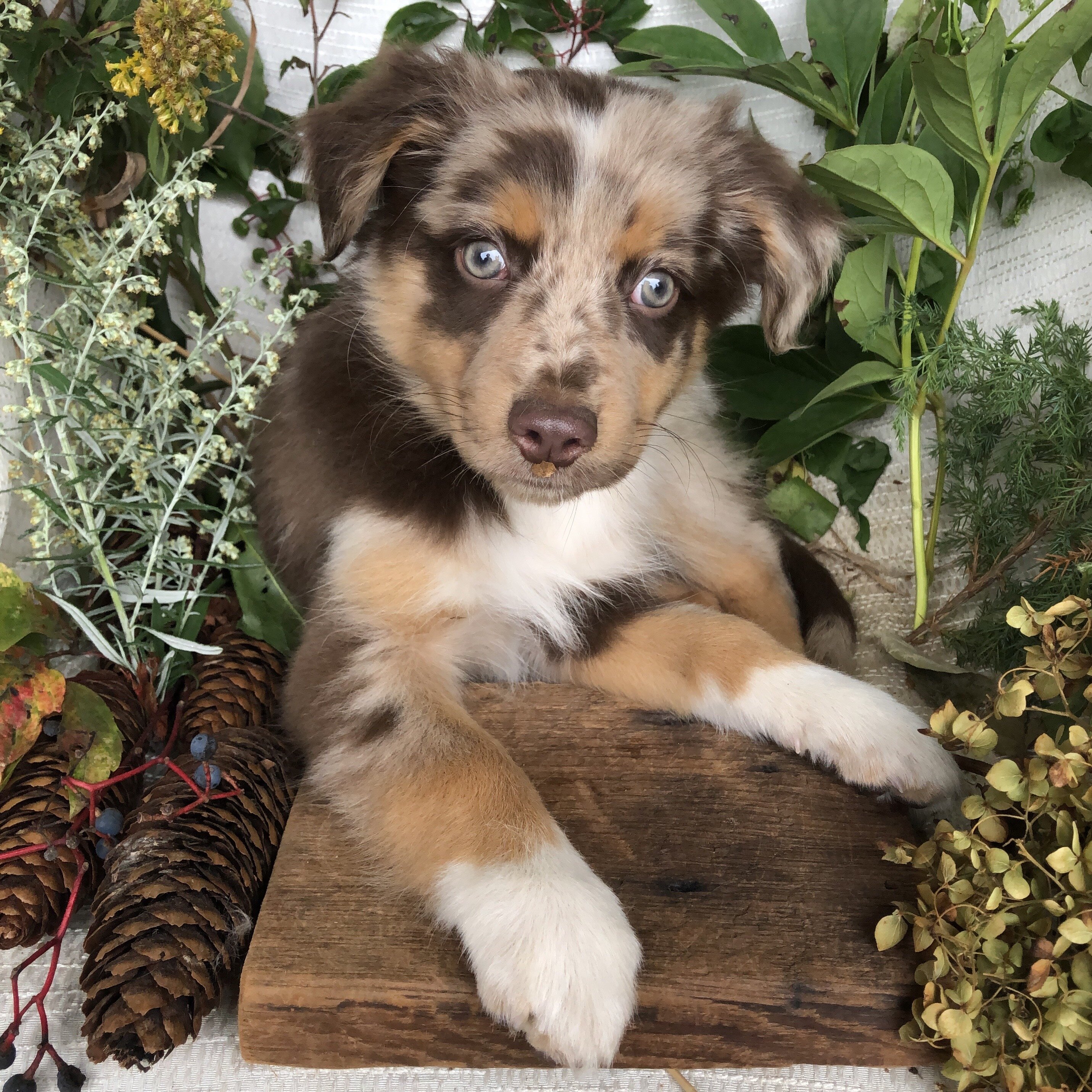 Mini Aussie puppies for sale in Michigan  Contact image 5