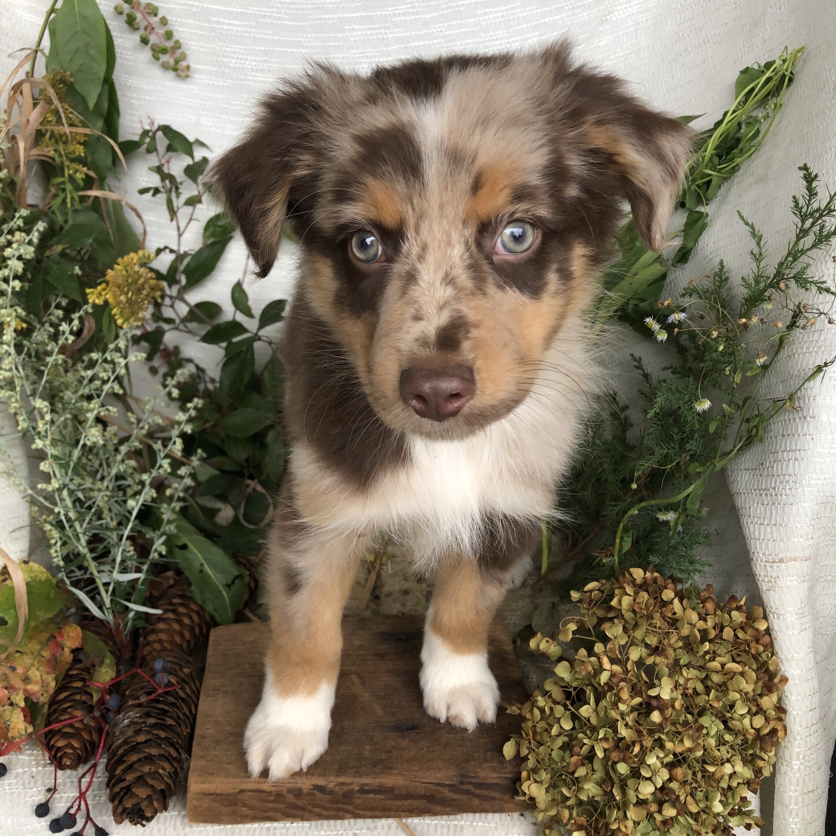 Mini Aussie puppies for sale in Michigan  Contact image 4
