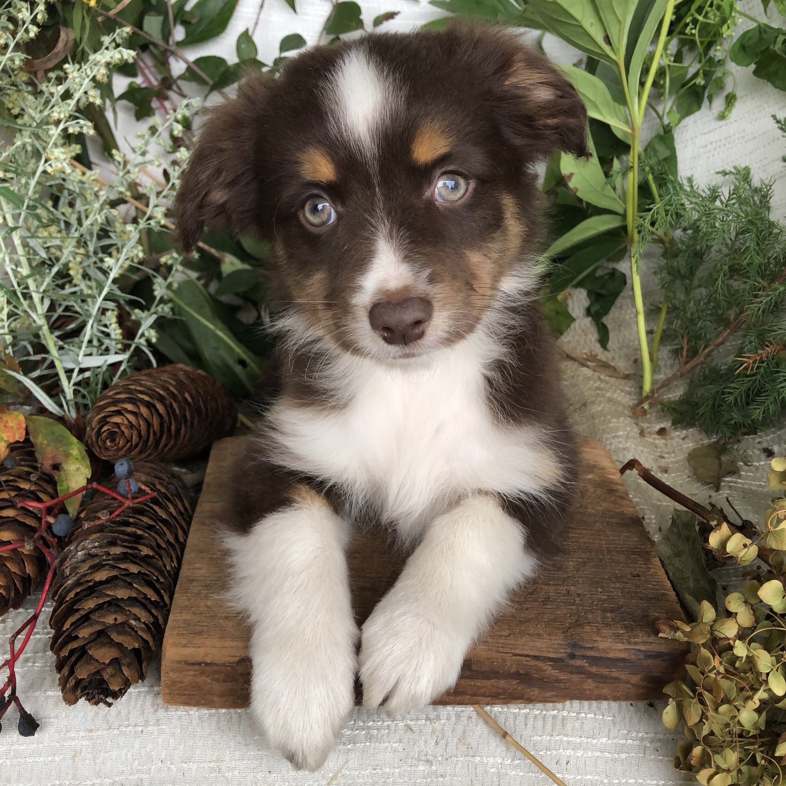 Mini Aussie puppies for sale in Michigan  Contact image 3