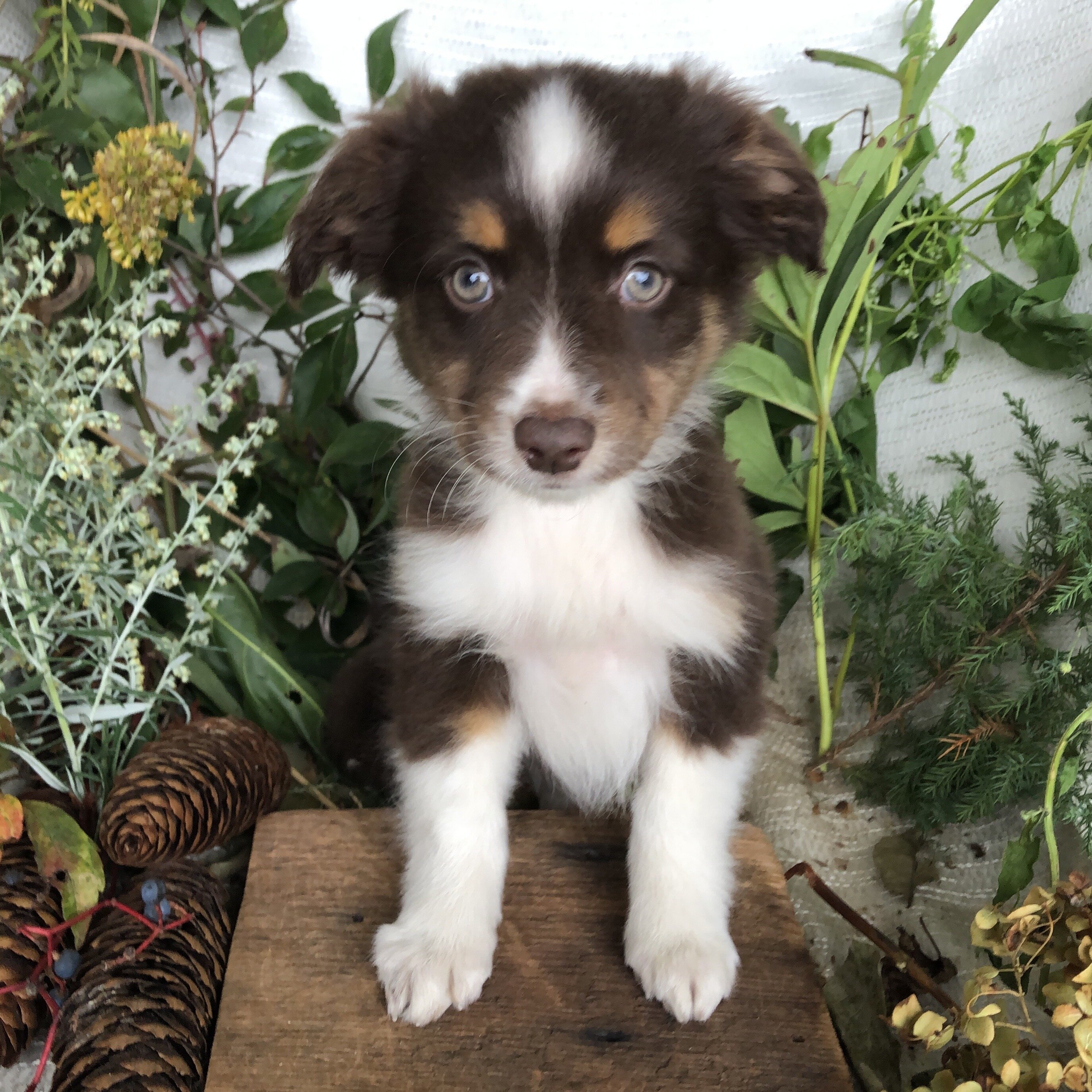 Mini Aussie puppies for sale in Michigan  Contact image 2