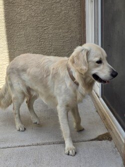 English Cream Golden Retriever image 4