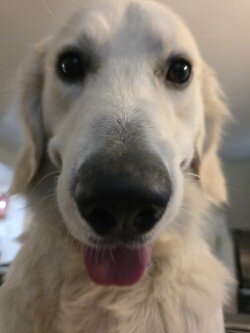 English Cream Golden Retriever image 1
