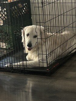 English Cream Golden Retriever image 5