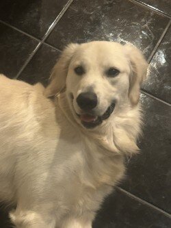 English Cream Golden Retriever image 2