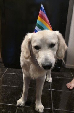 English Cream Golden Retriever image 6