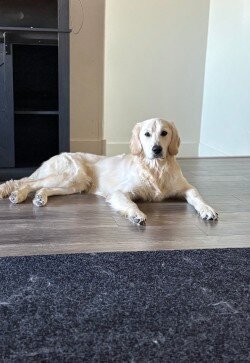 English Cream Golden Retriever image 3