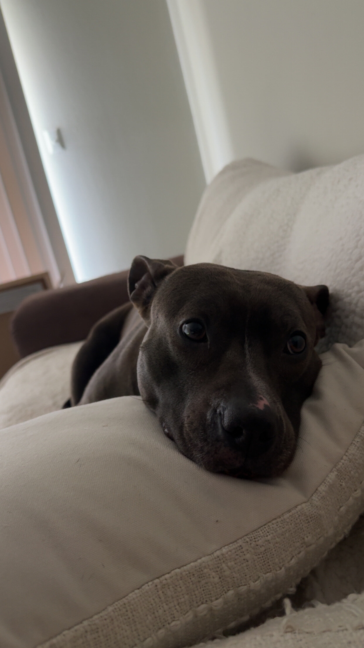 Female Staffy image 3