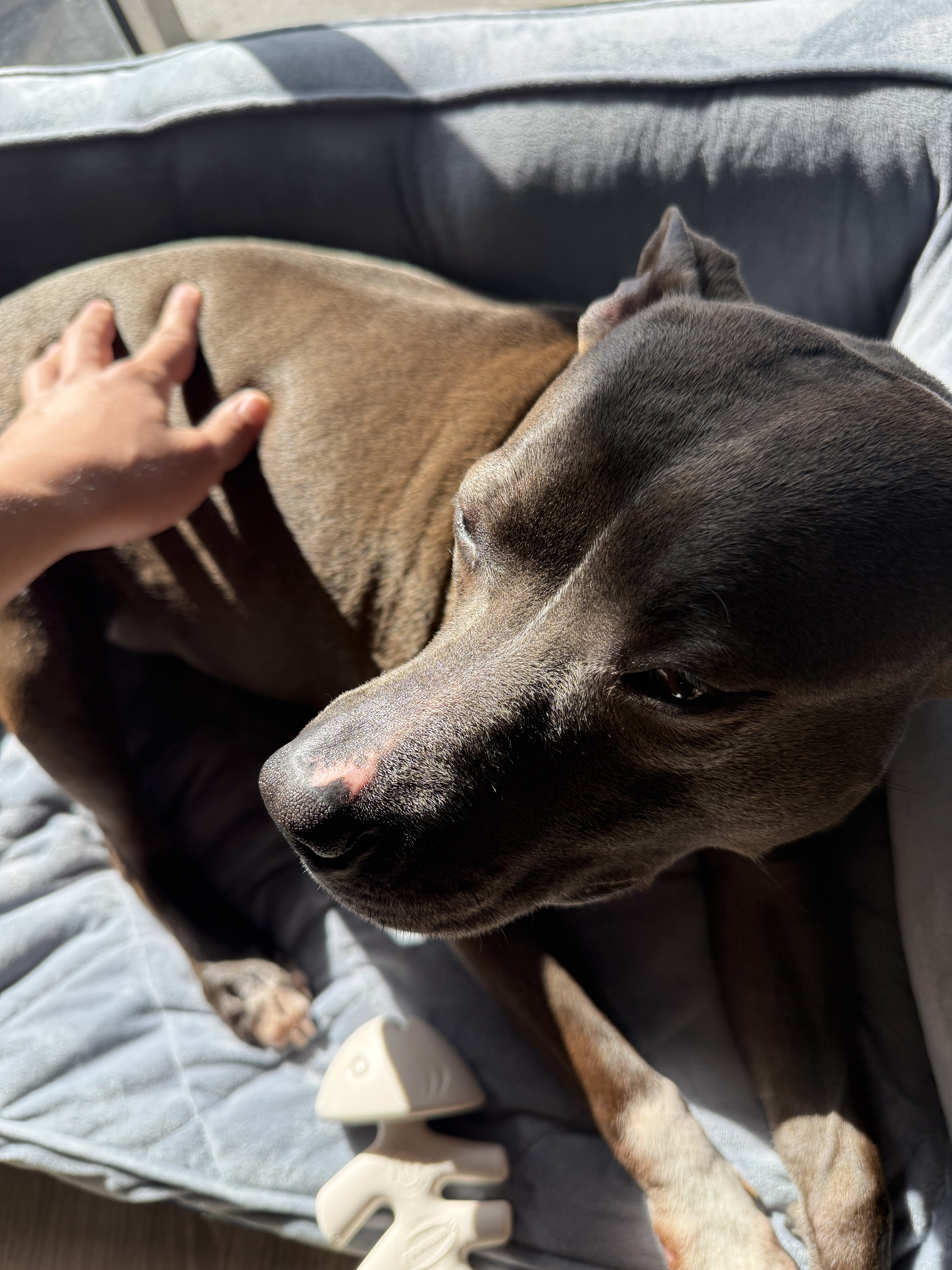 Female Staffy image 5