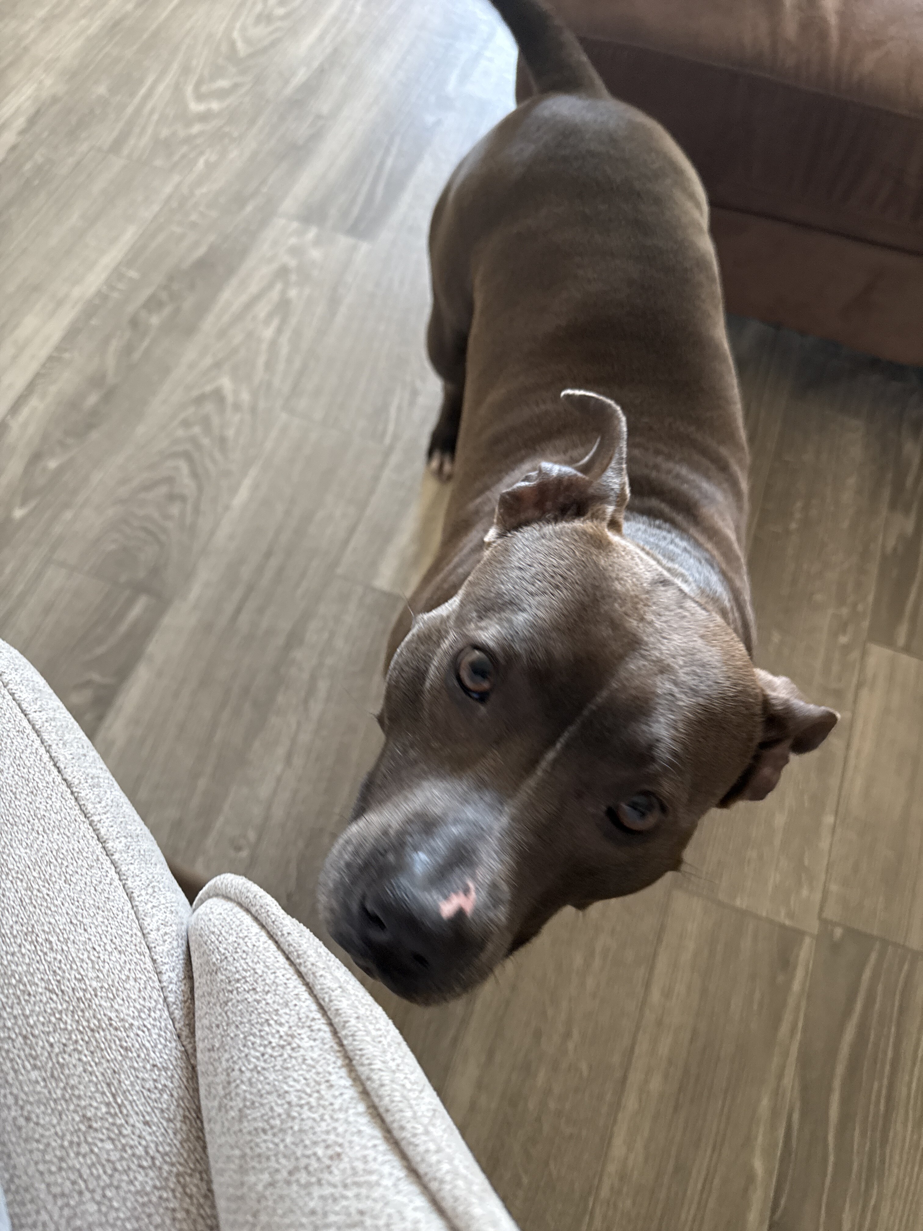 Female Staffy image 4