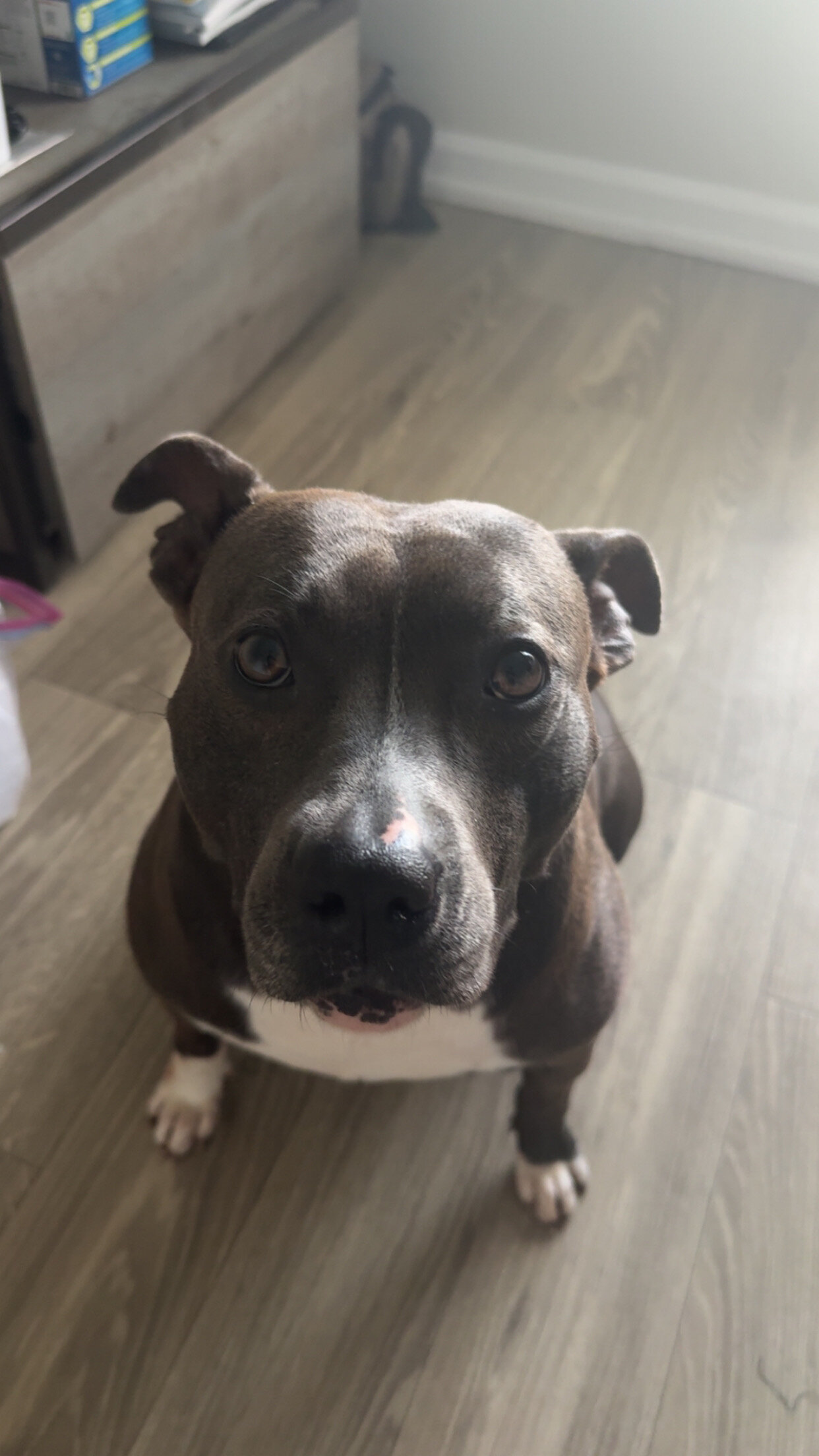 Female Staffy image 2