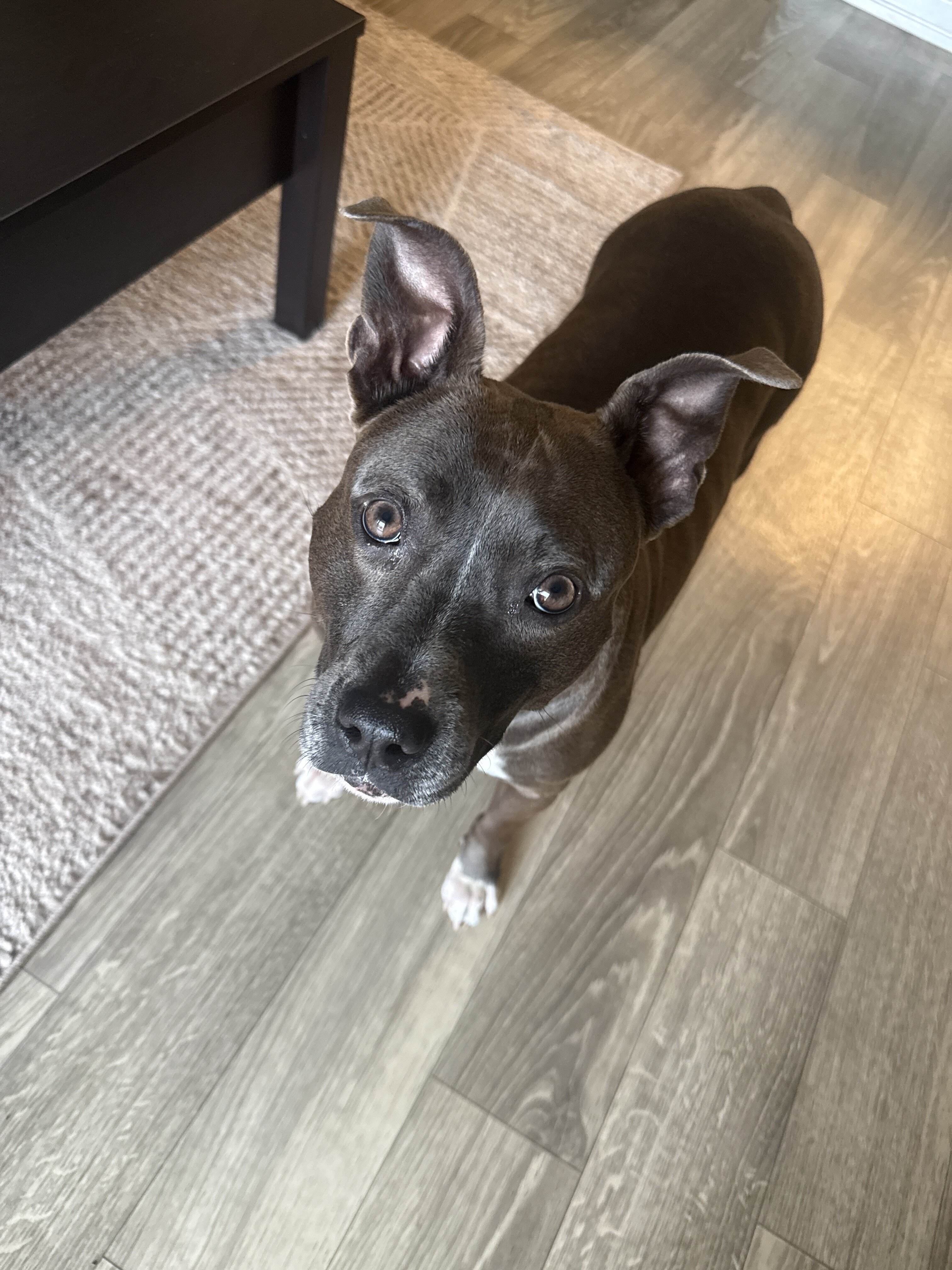 Female Staffy image 6