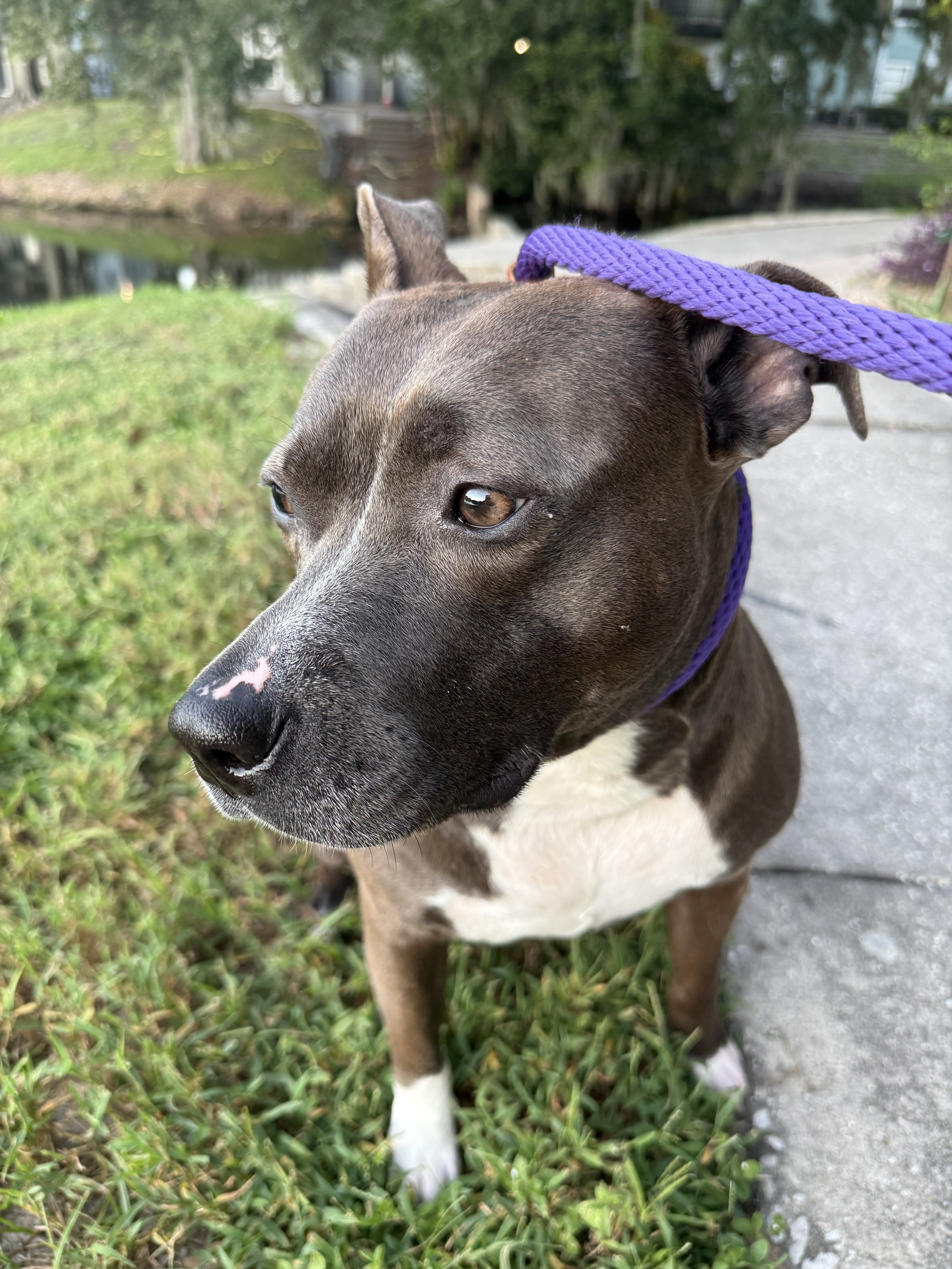 Female Staffy image 1