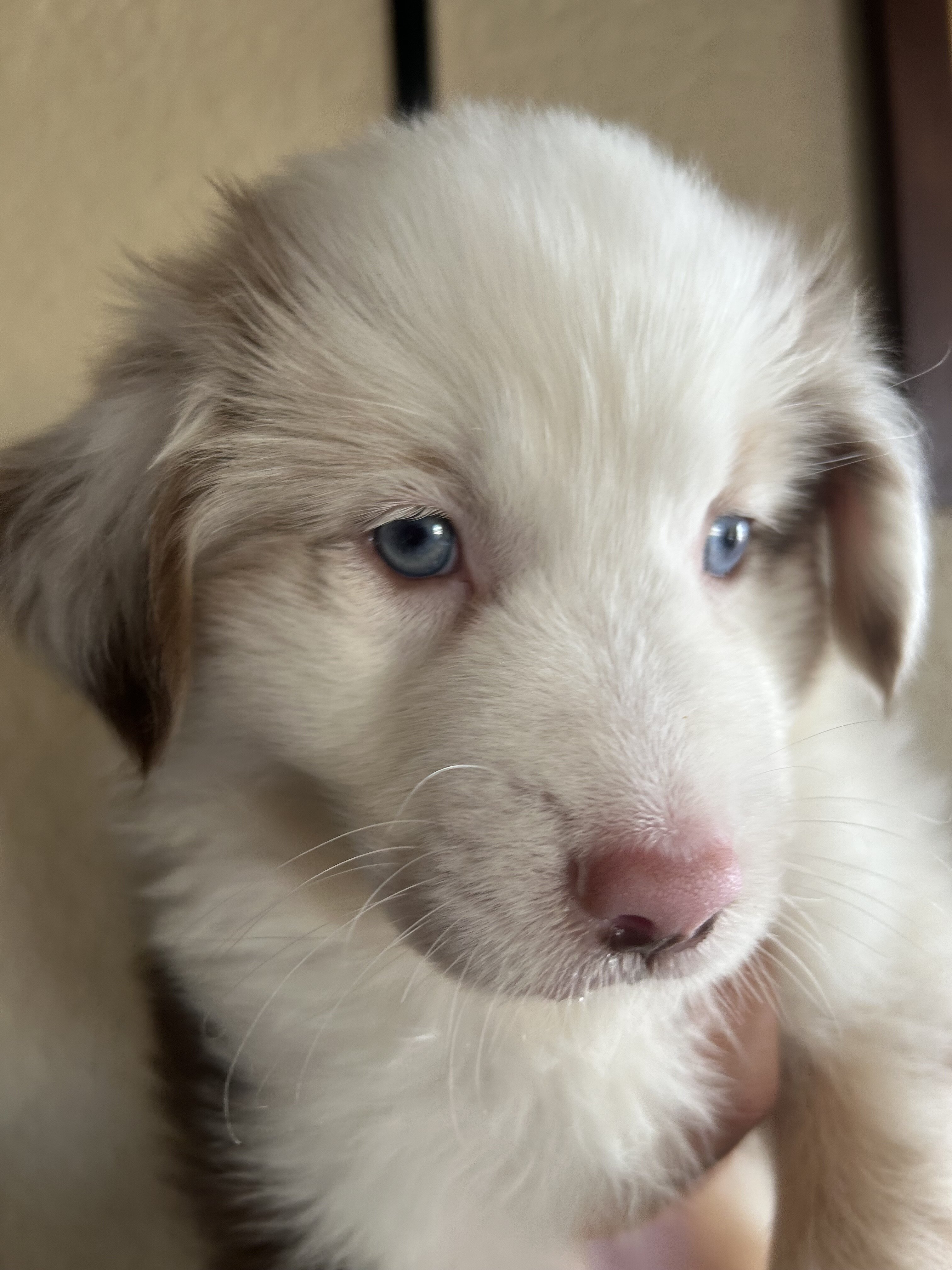Australian Shepherd Puppies image 5