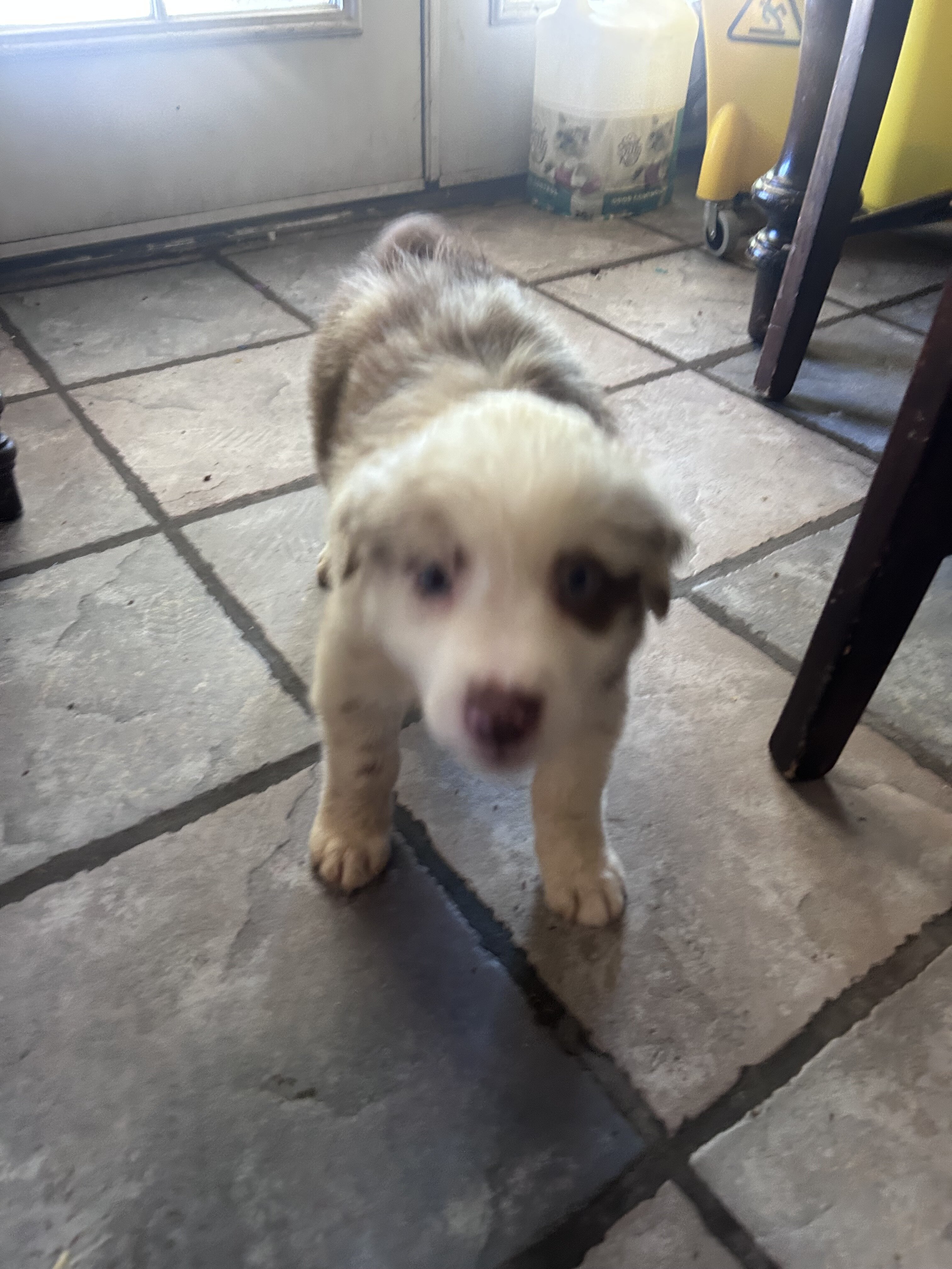 Australian Shepherd Puppies image 4