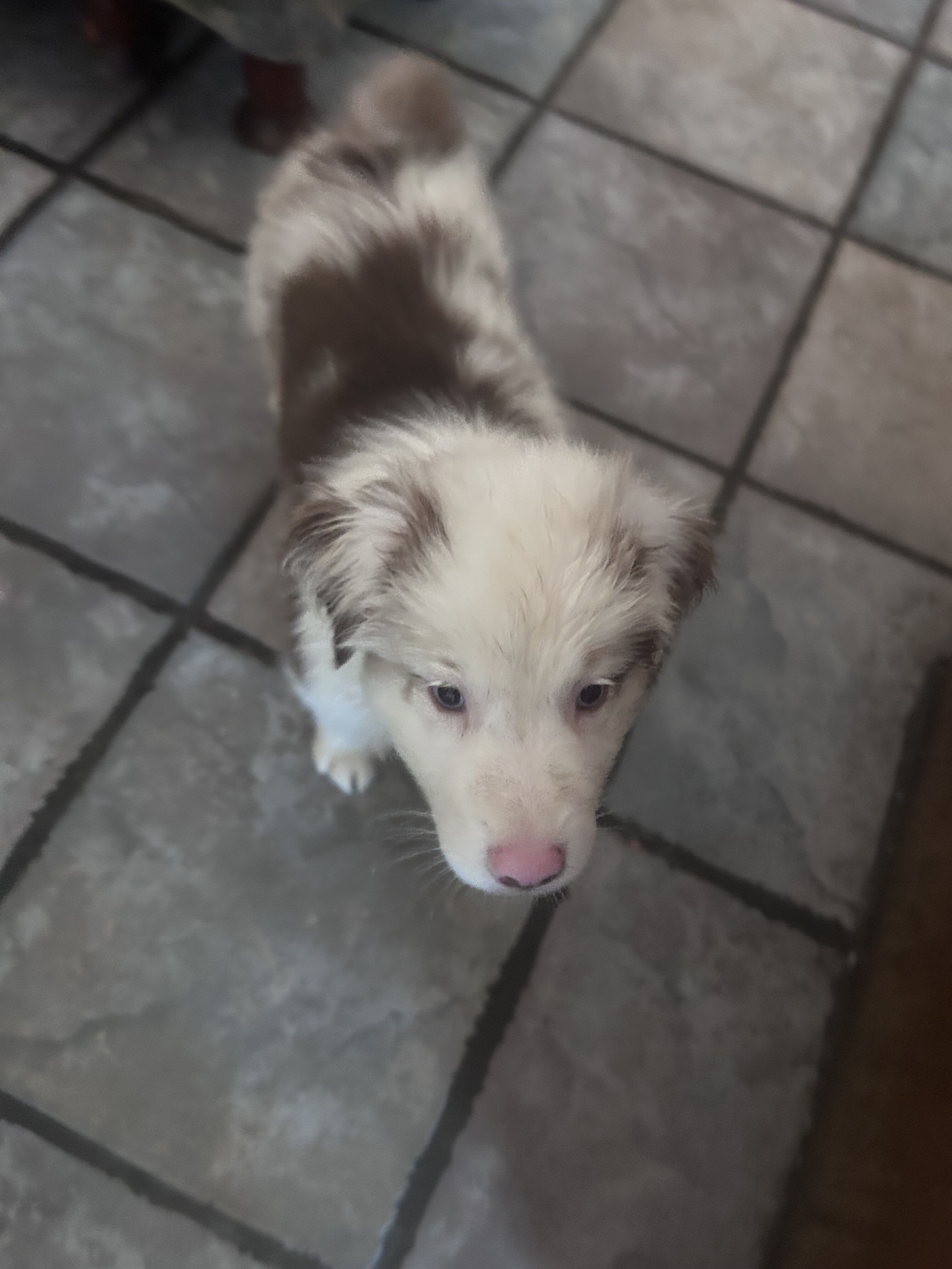 Australian Shepherd Puppies image 6