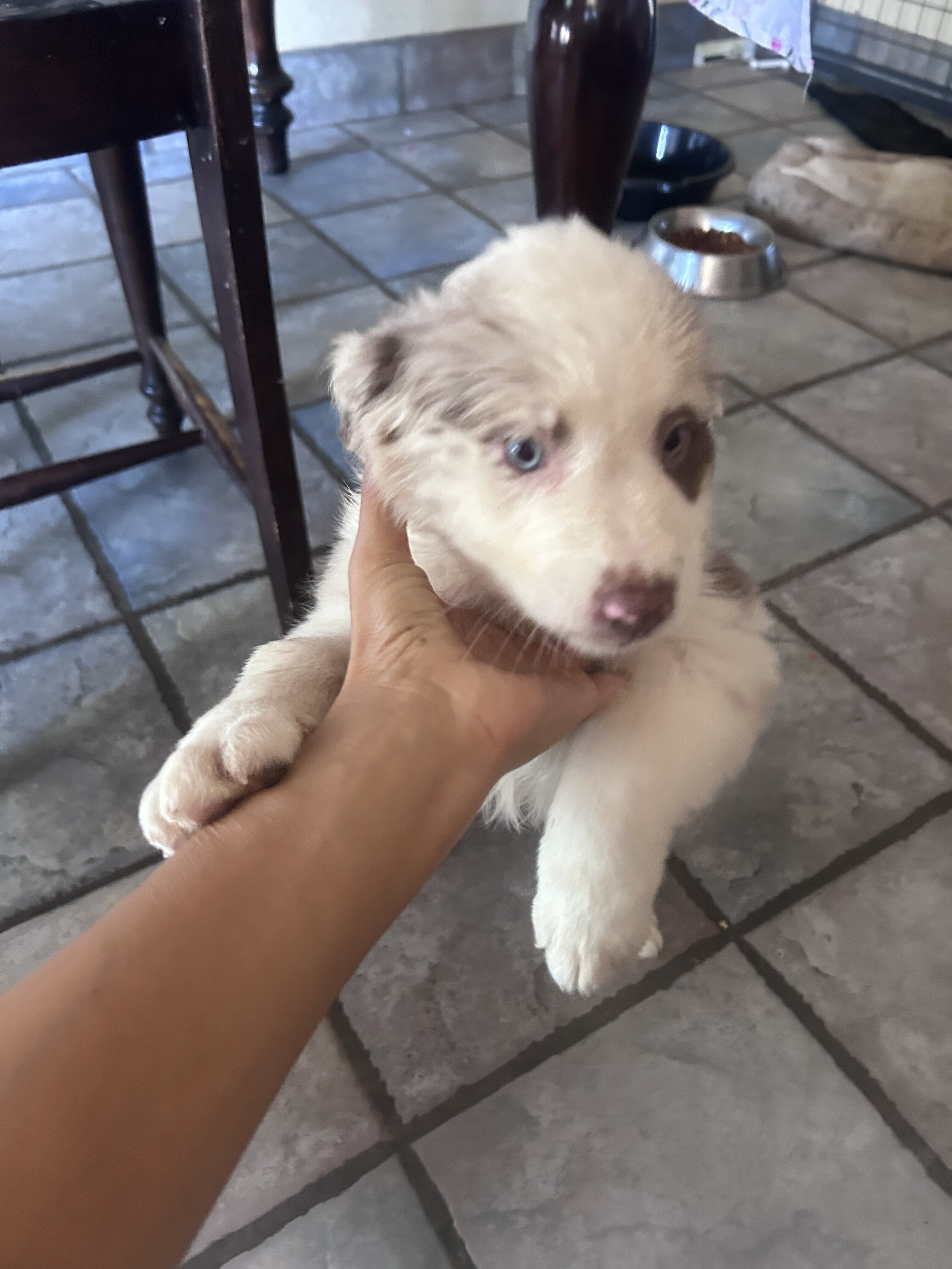 Australian Shepherd Puppies image 3