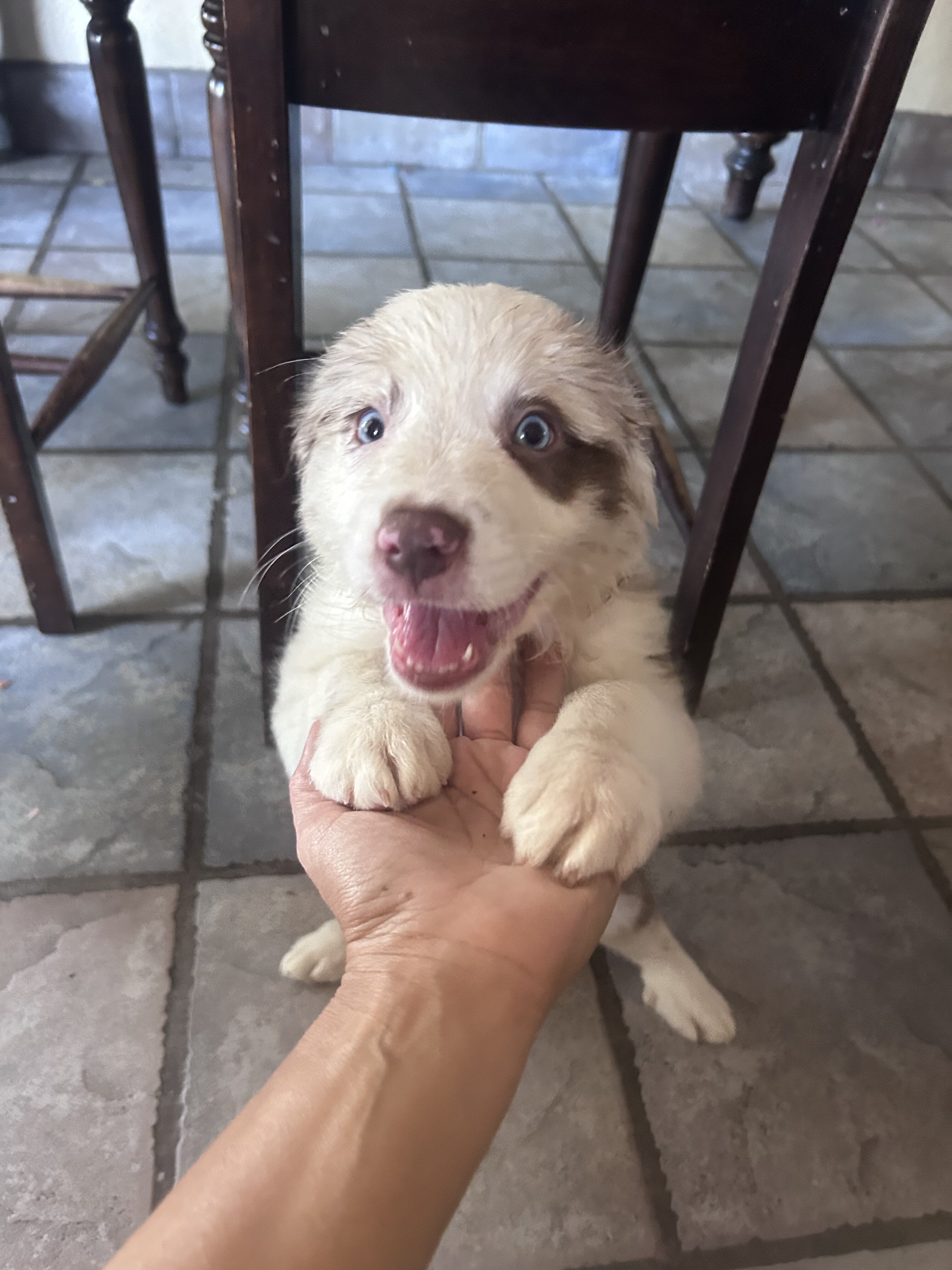 Australian Shepherd Puppies image 1