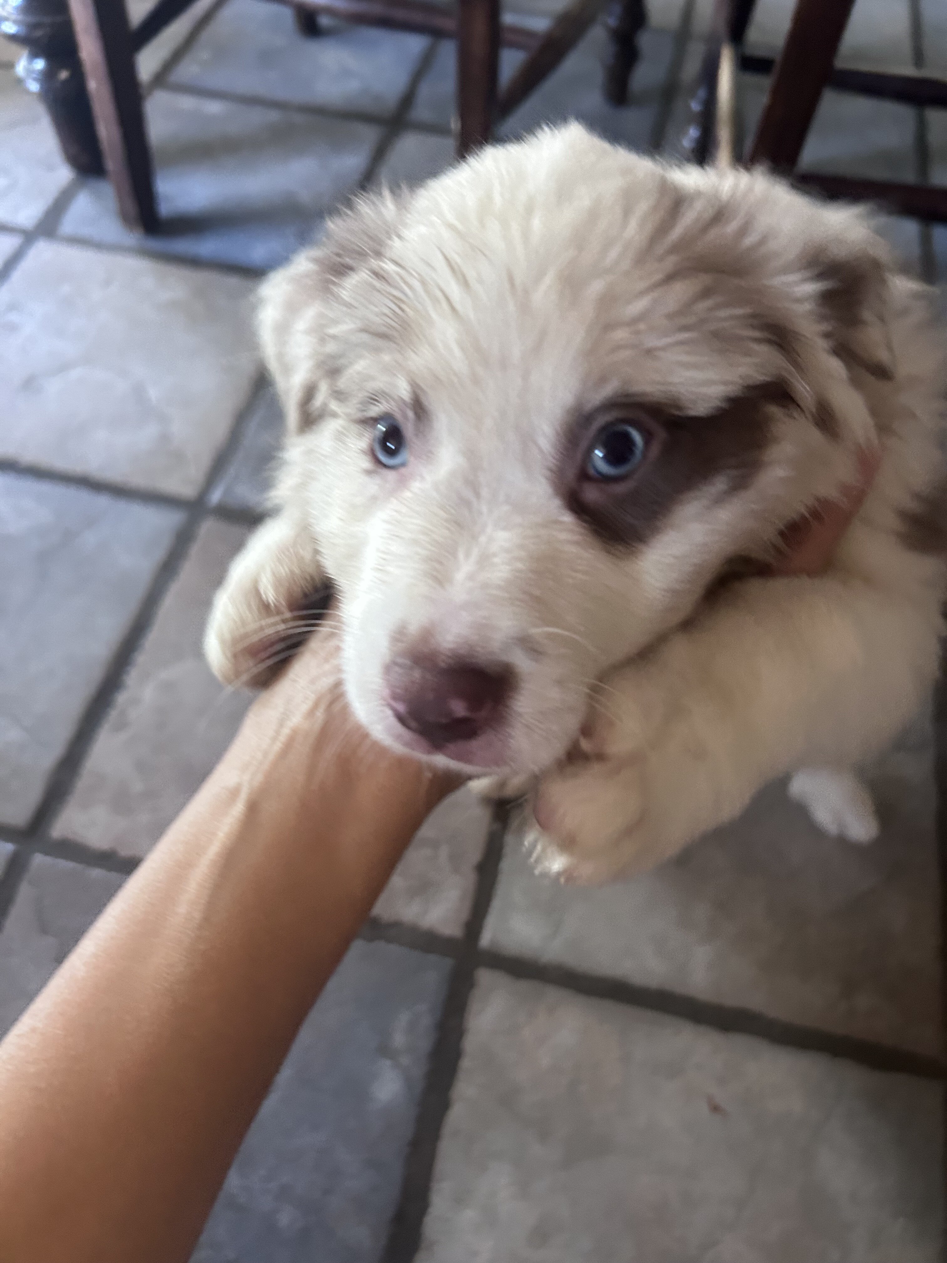 Australian Shepherd Puppies image 2