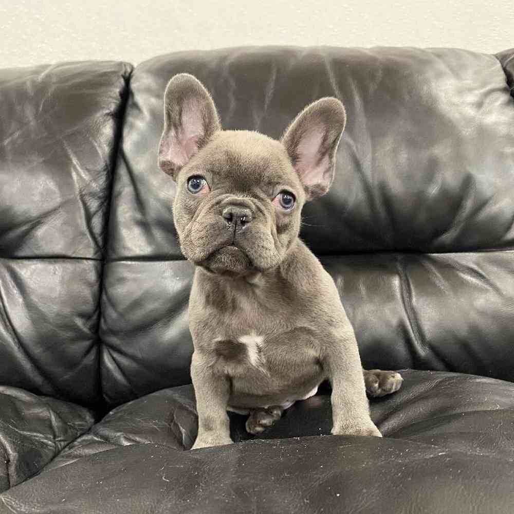 French Bulldog Puppies Available image 1