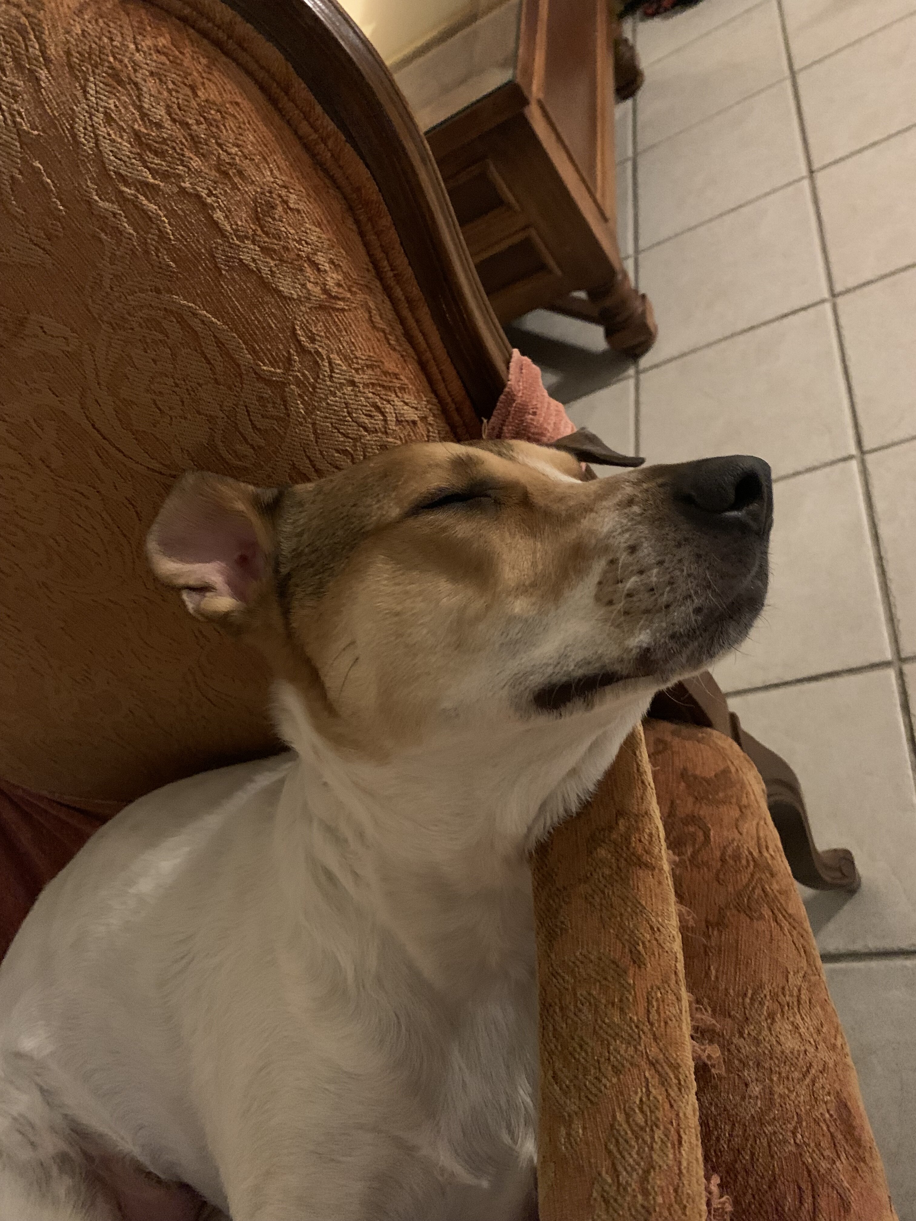 Rehoming Dog image 4
