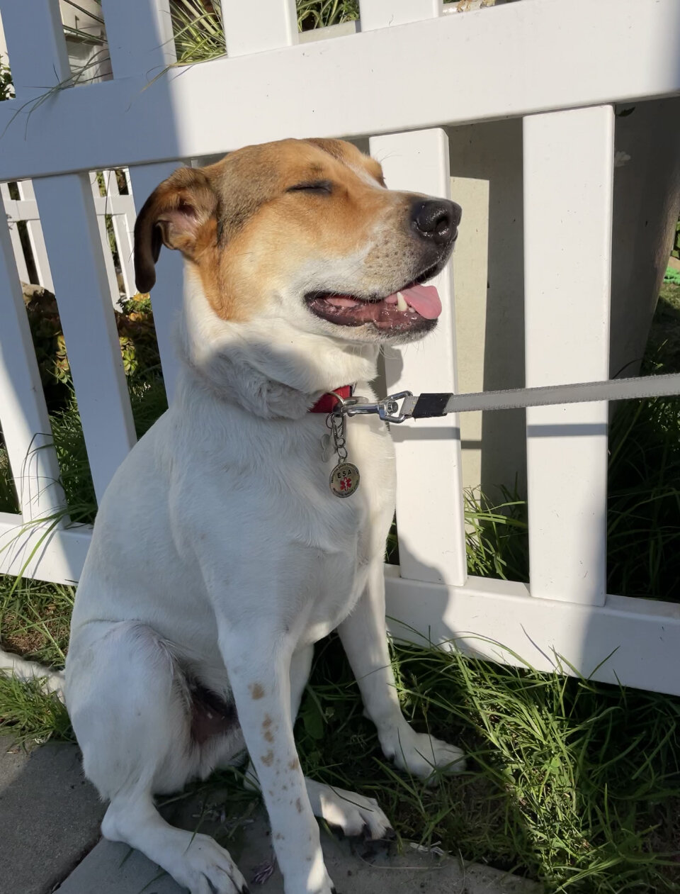 Rehoming Dog image 2