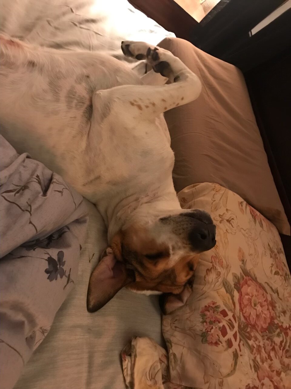 Rehoming Dog image 3