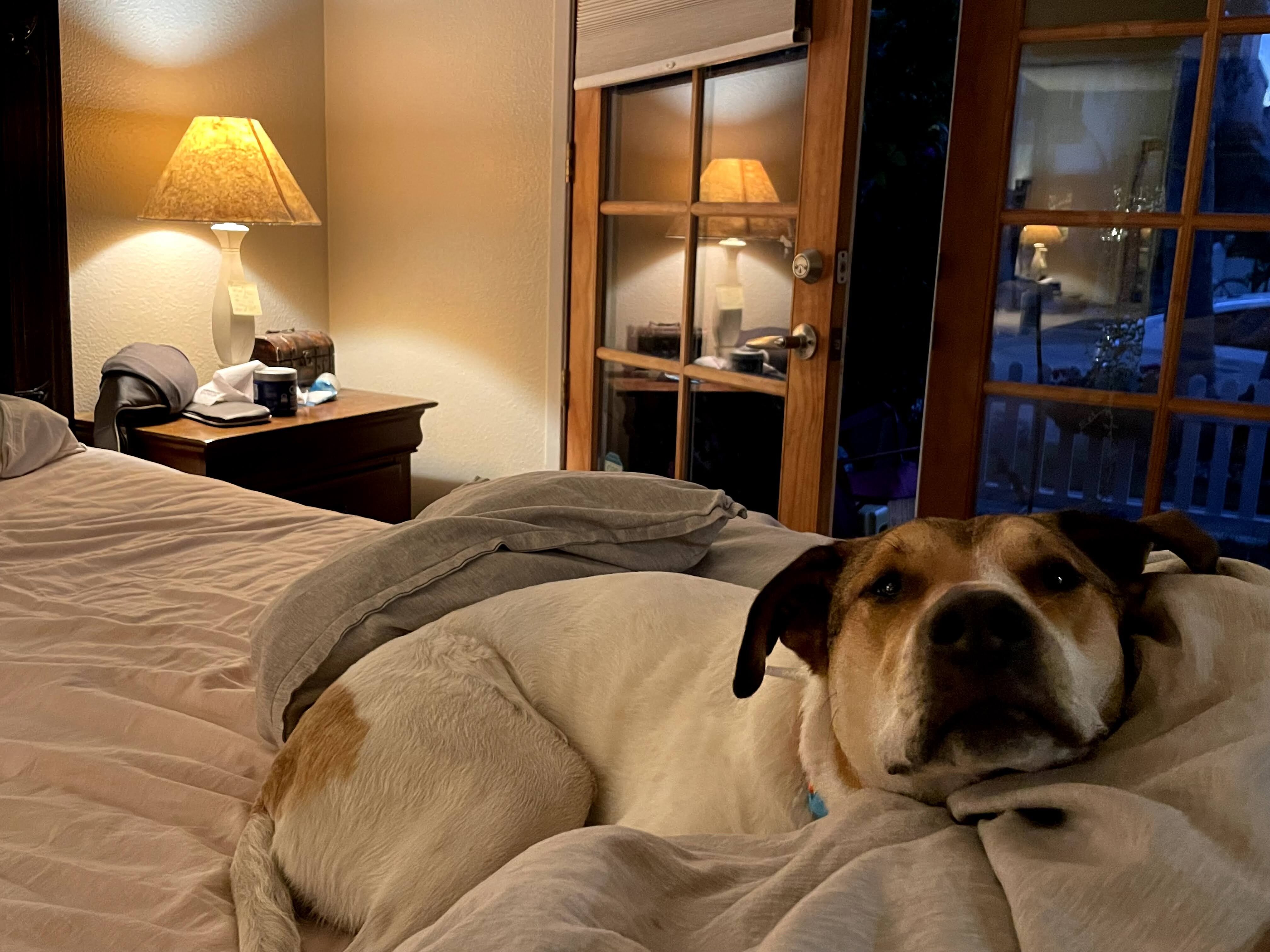 Rehoming Dog image 1