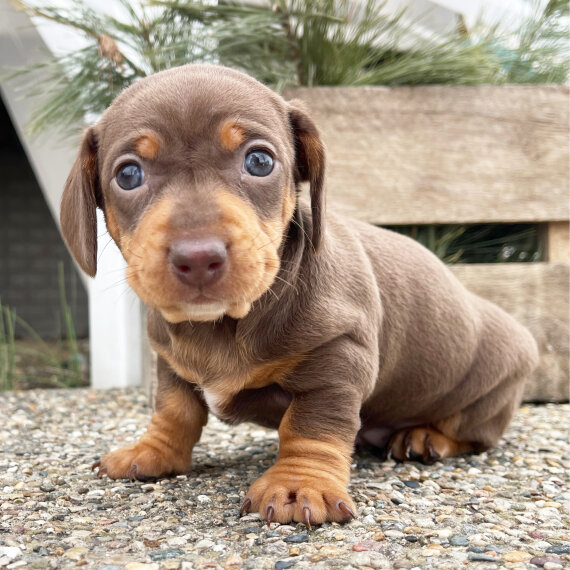 Miniature Dachshund Puppies Available image 1