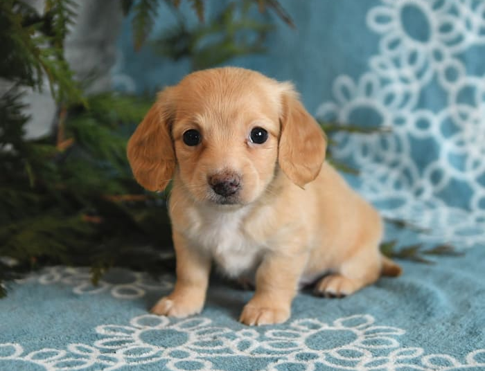 Lovely Chihuahua Puppy image 1
