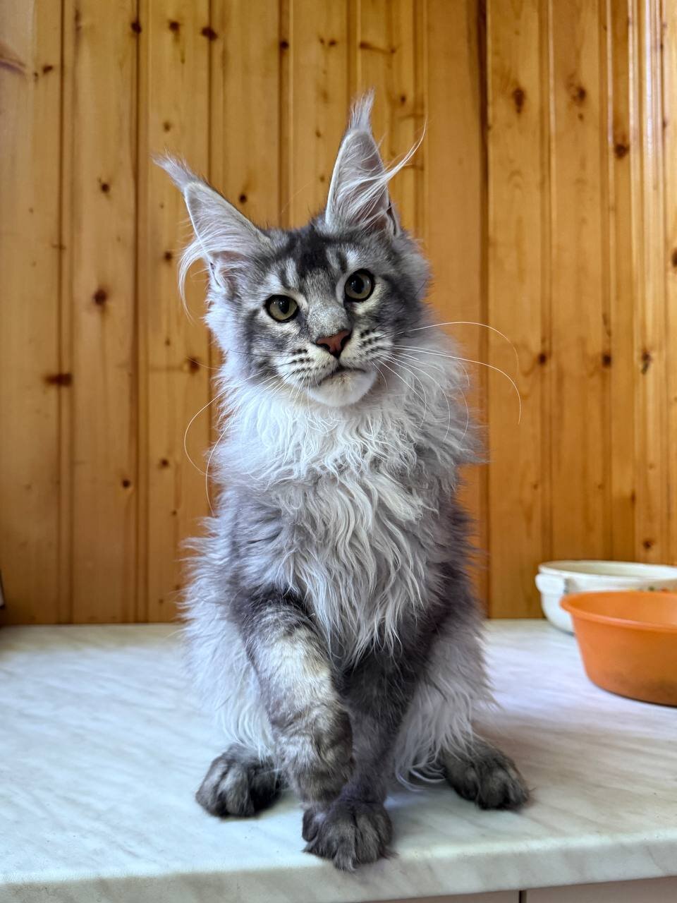 Maine coon image 1
