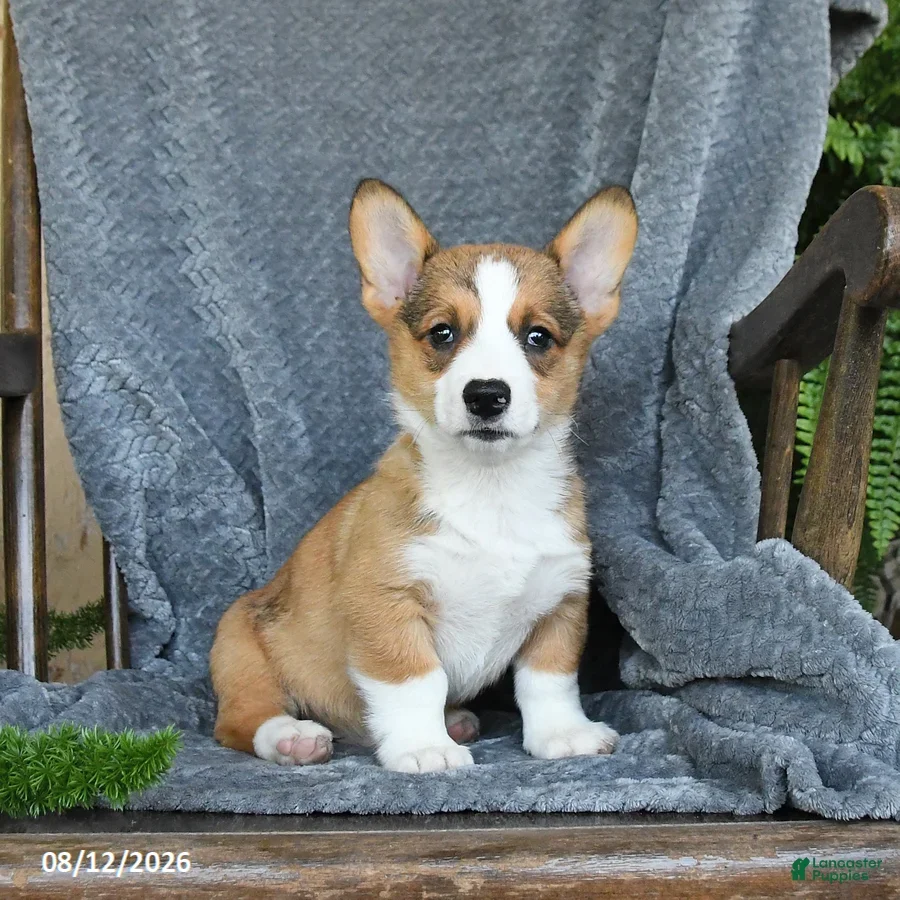 Pembroke Welsh Corgi puppies for sale image 1