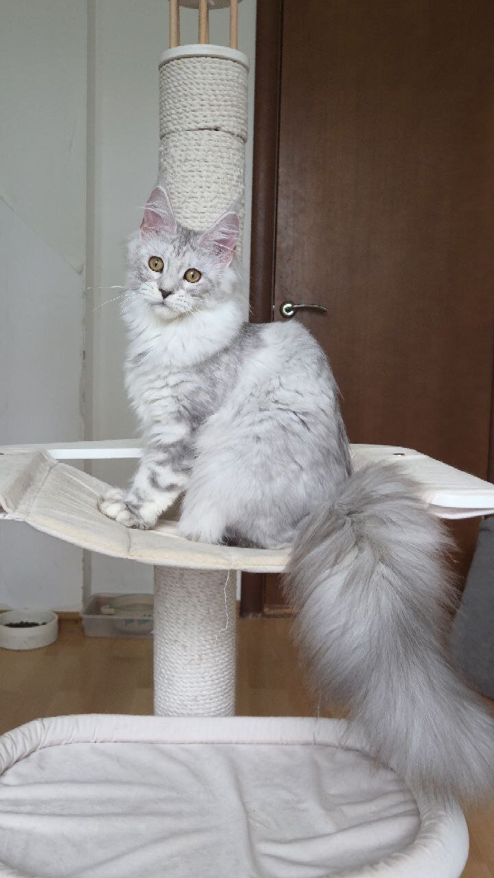 Maine  coon cat image 1