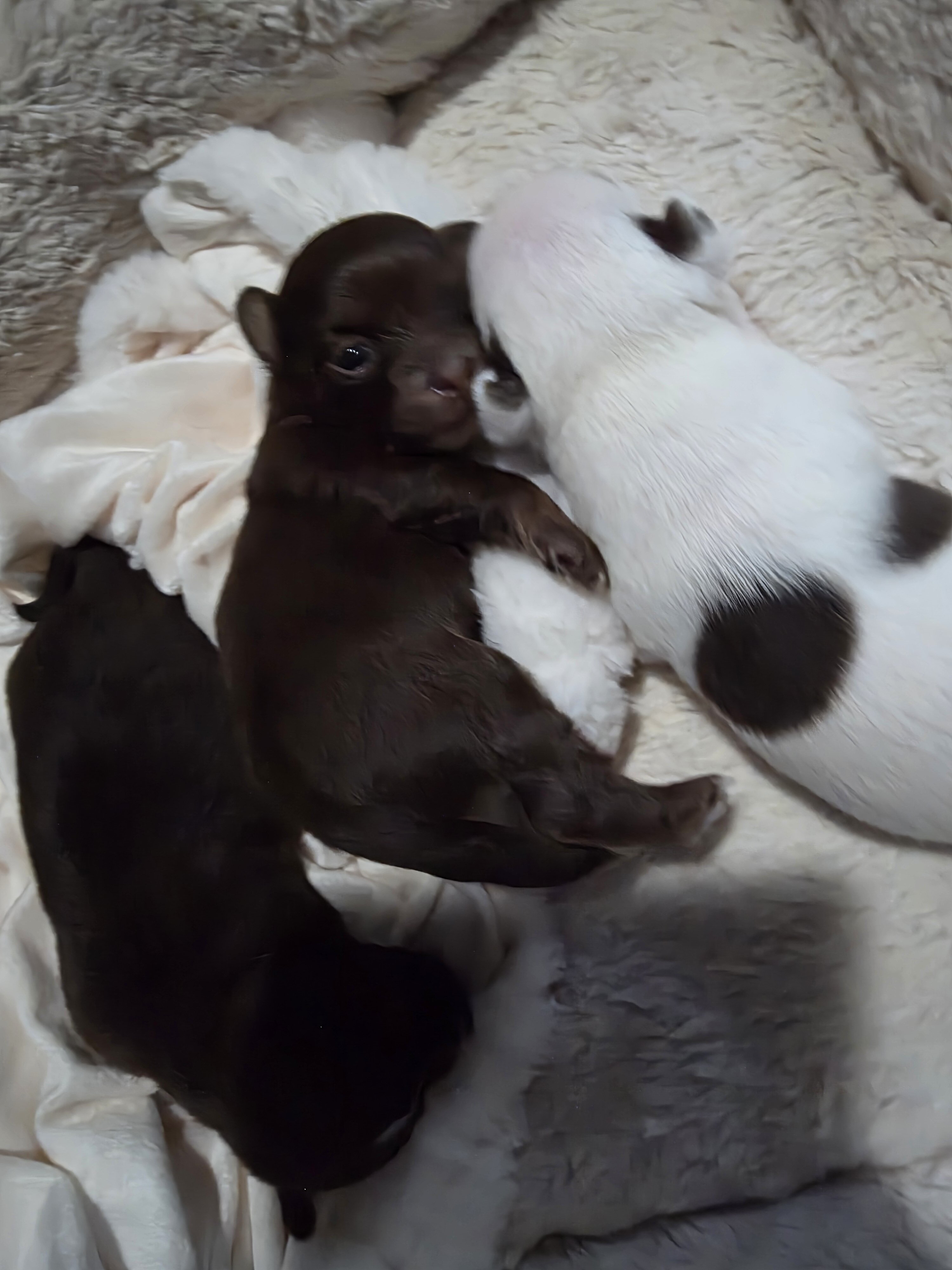 Adorable Chihuahua Puppies – 4 Available 🐾❤️ image 9