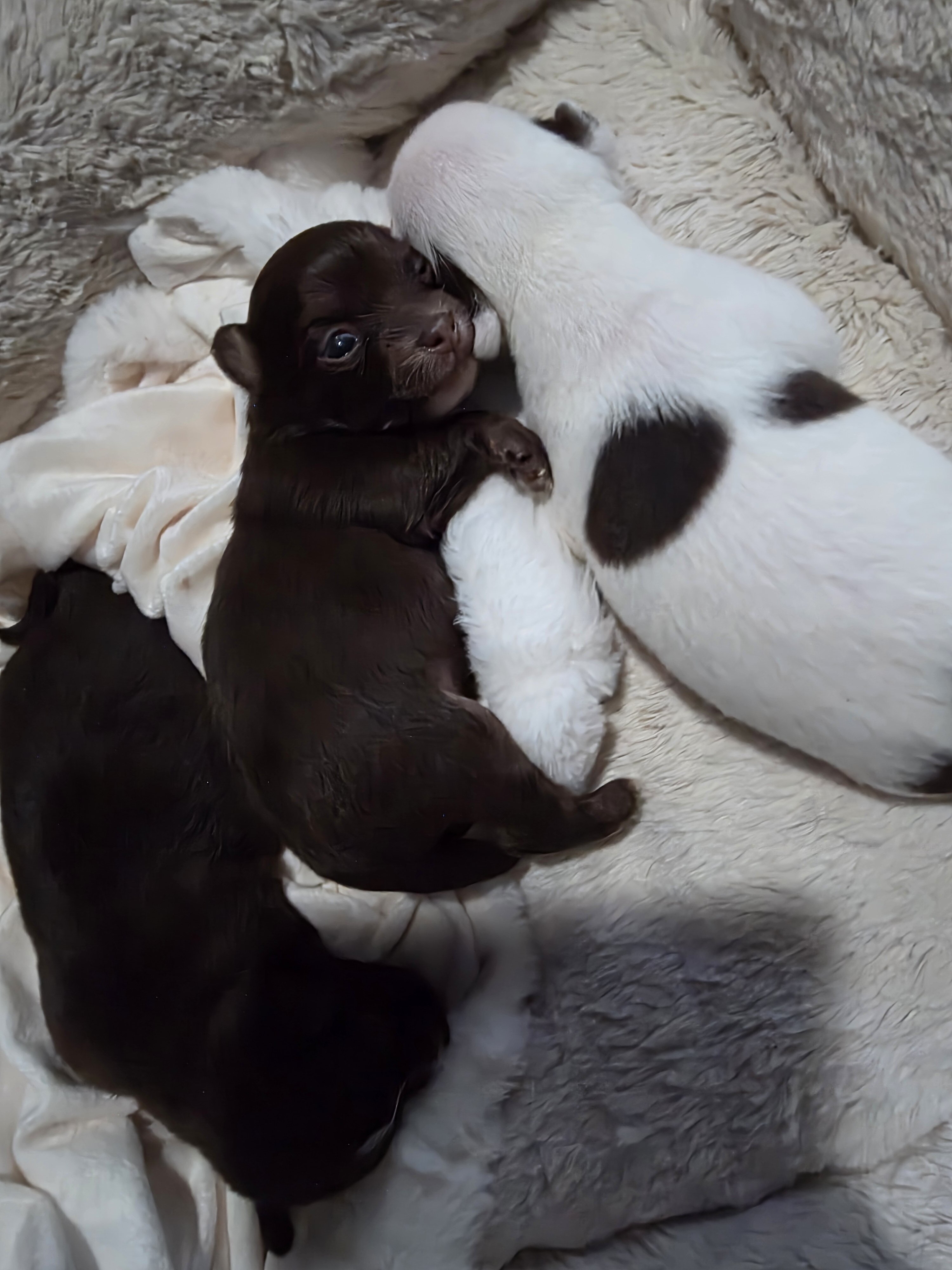 Adorable Chihuahua Puppies – 4 Available 🐾❤️ image 10