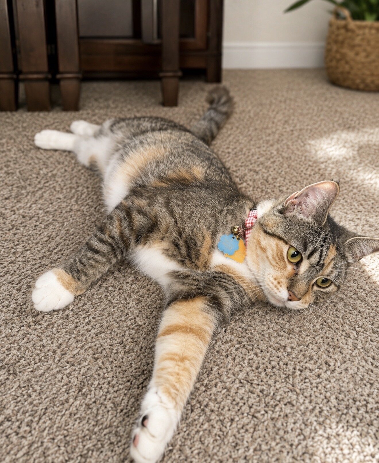 Cat image 1