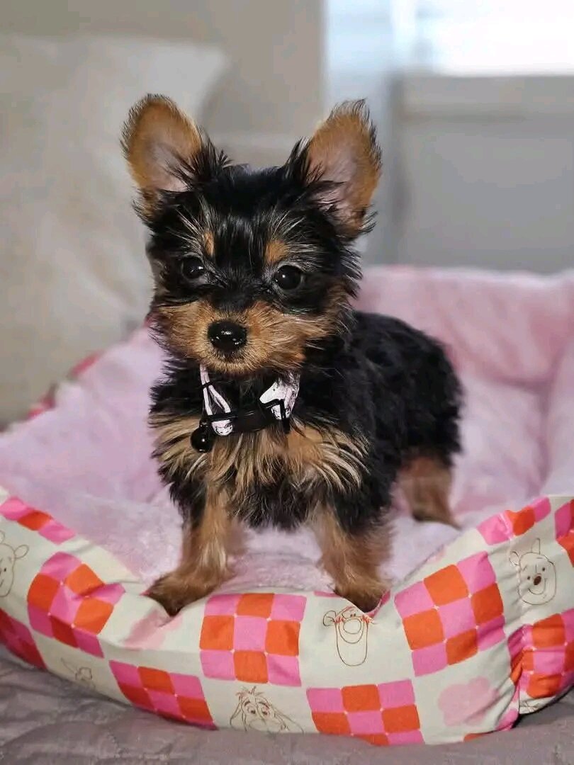 Does anyone want this little girl? Her name is Luc image 1
